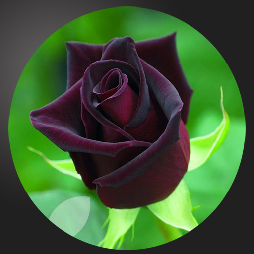 Most Beautiful Black RosesAmazon.inAppstore for Android