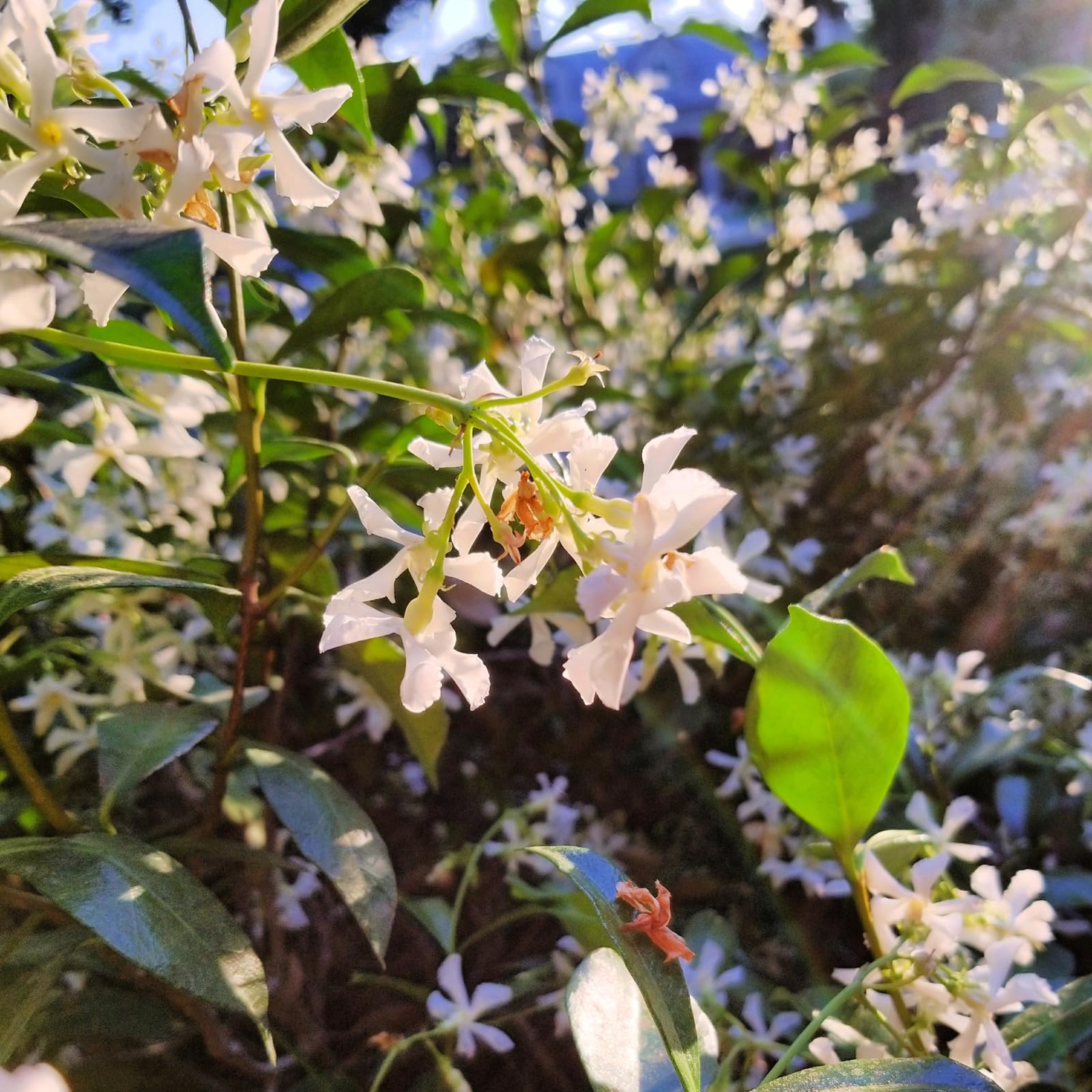 Plant in a Box - Trachelospermum jasminoides 'Pink Showers' - Set de 2 - Jasmin XL - Grimpante rustique - Pot 17cm - Hauteur 110-120cm