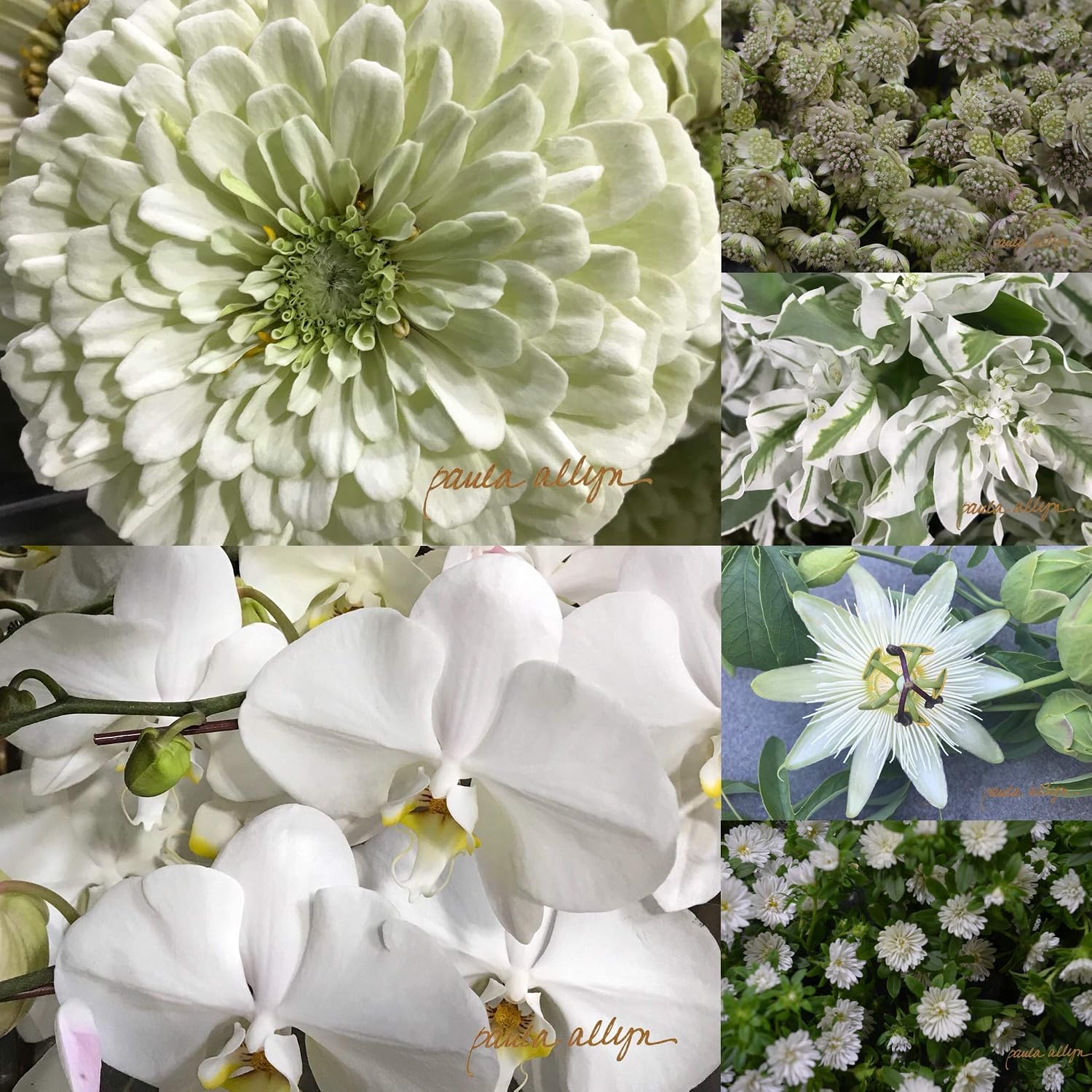 Floral Photo Notecard Set (Classic Whites Collection)