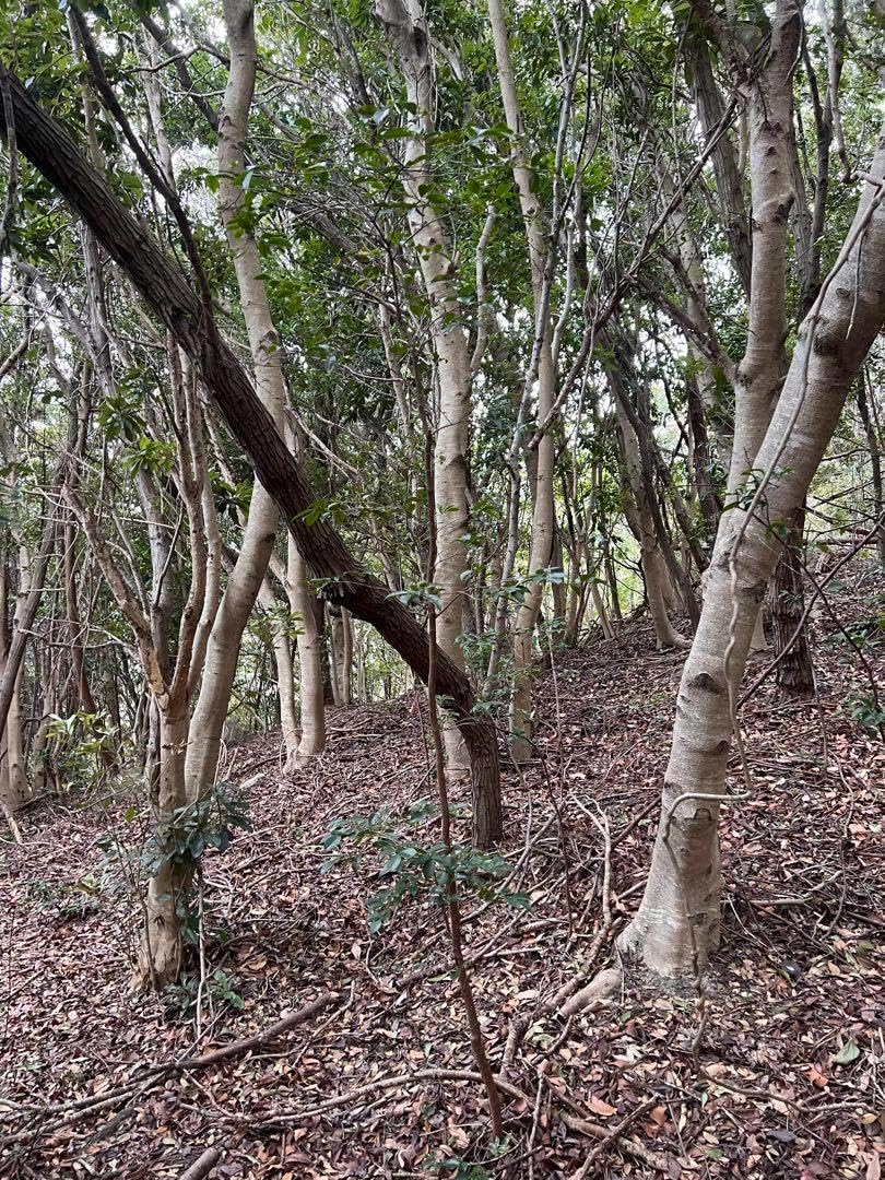 現品　ヒサカキ　ビシャコ　姫榊　山採り　特大苗　3.5mほど　007 ヒサカキ 姫榊 ビシャコ 特大苗 山採り 3.5m 001