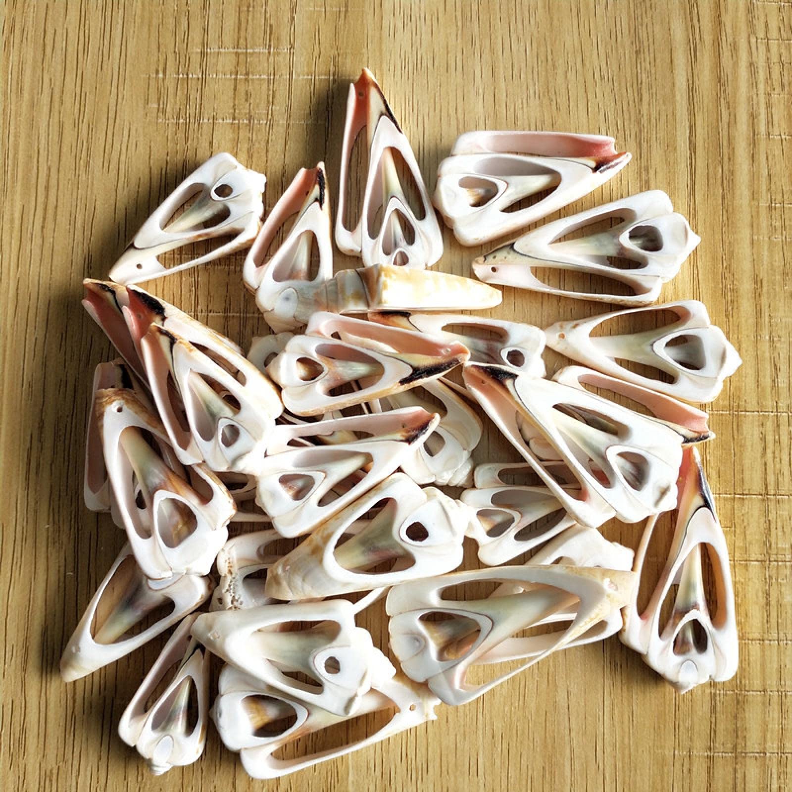 Coquillages de mer et perles cauris de plage : grande conque à trous pour DIY