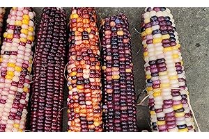 6 Indian Cornstalk Decorations Outdoor Tall Faux