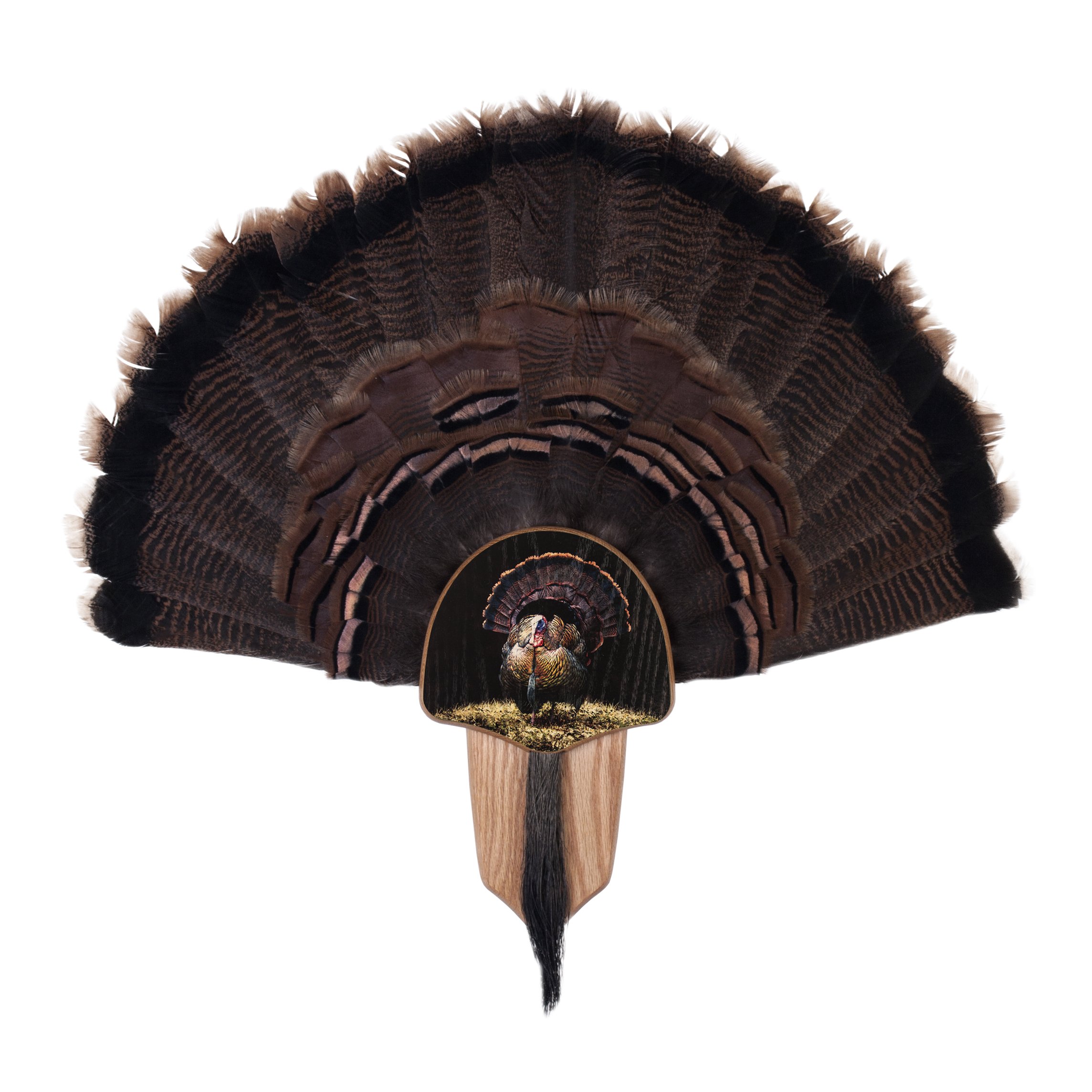Walnut Hollow CountryTurkey Fan Mount & Display Kit, Oak with Full Fan Image