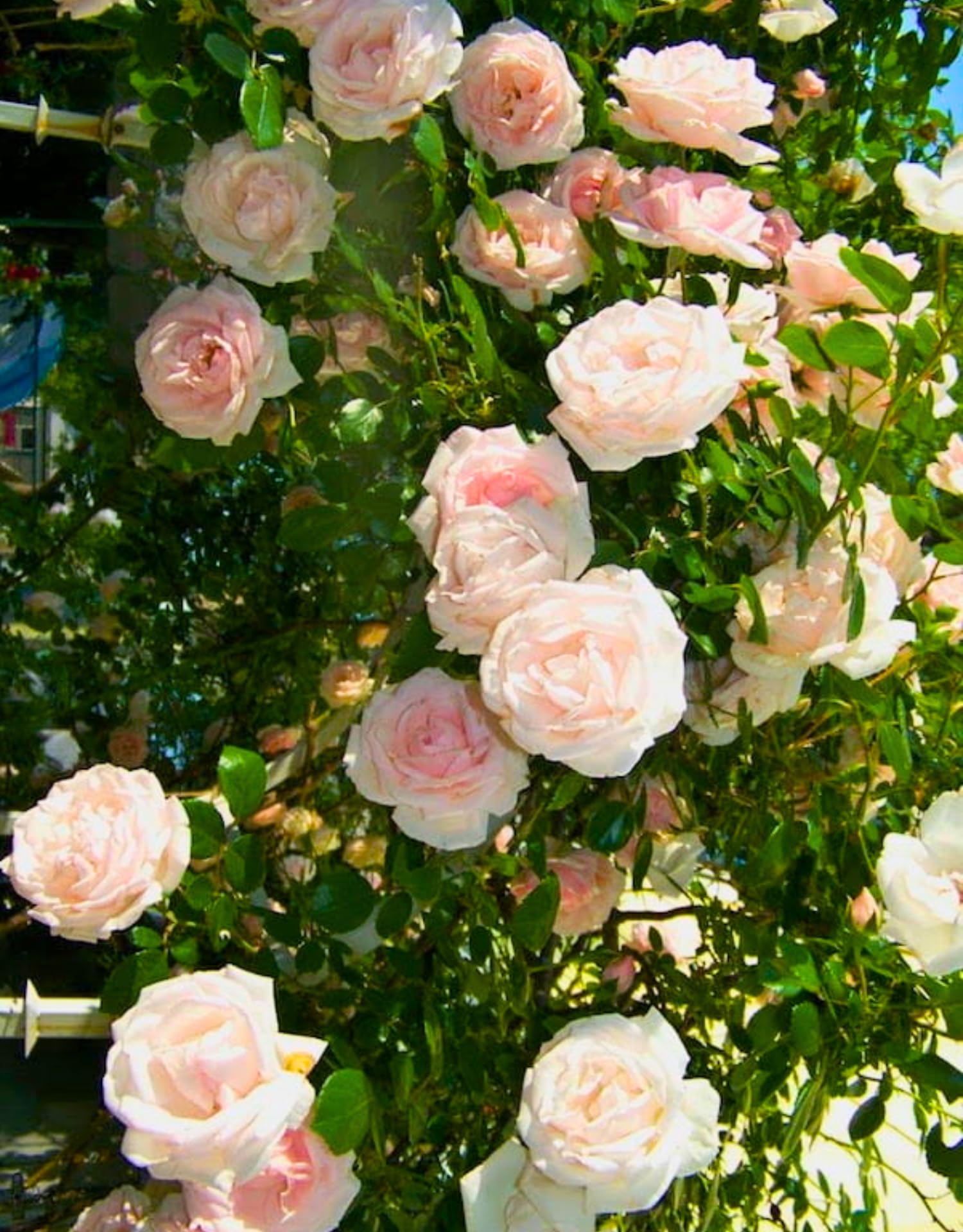 New Dawn Climbing Rose