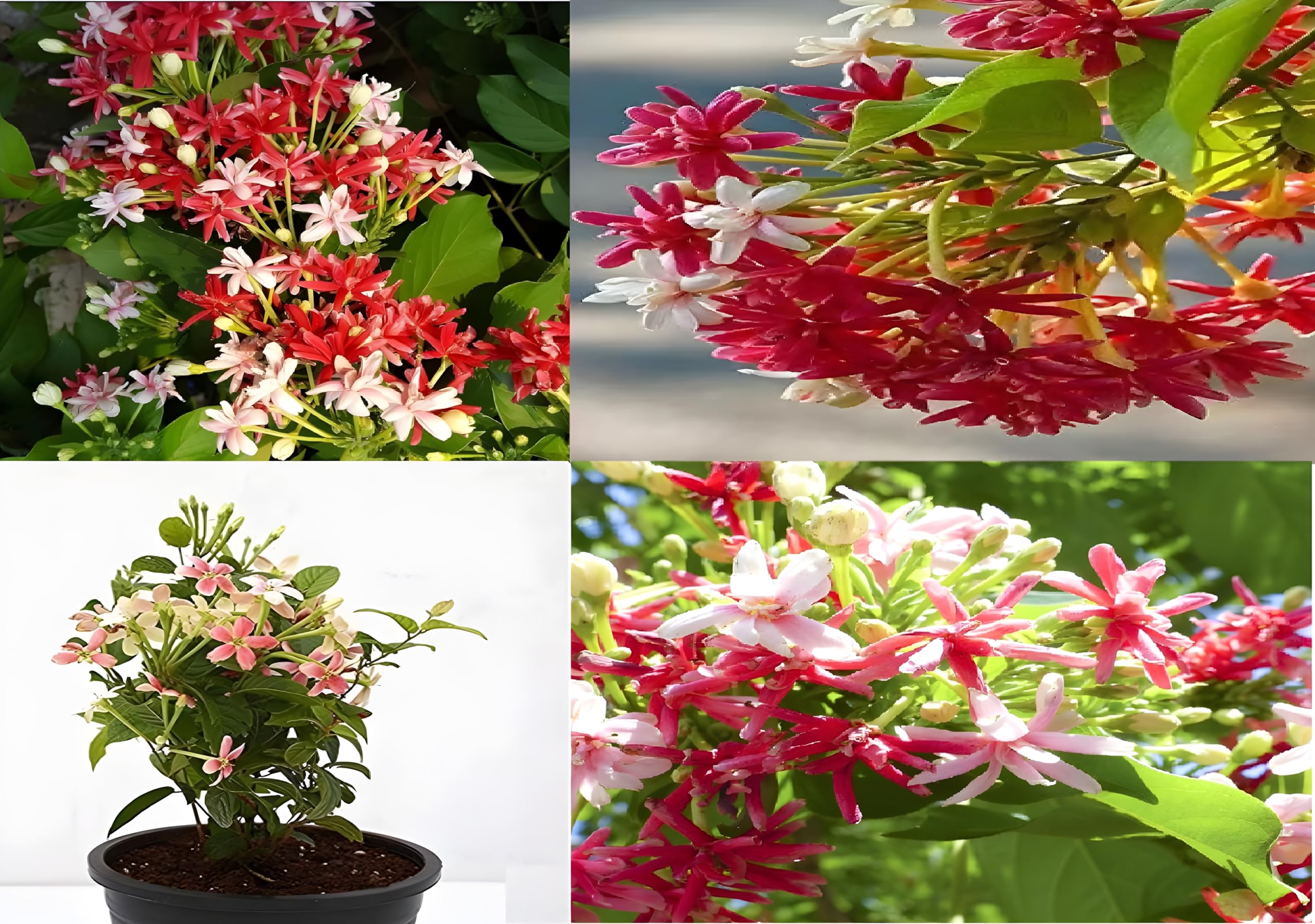 Adhikaryshop Madhumalti Creeper New Double Petals Rangoon Creeper Live Plant Flower Creeper Pack of 1(Ready To Blooming) (B0CLLLBJXN) Amazon Price History, Amazon Price Tracker