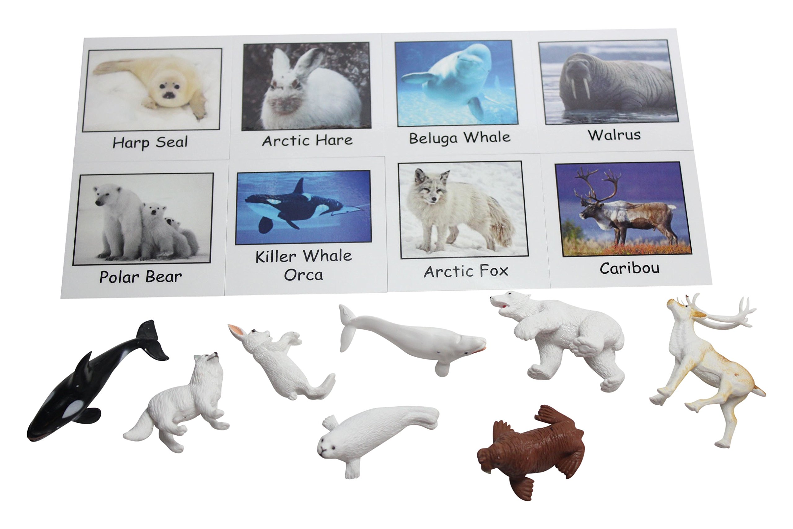 Polar Animals Flash Card  Montessori Printable Resources – Montessori  Marbles