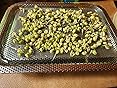 Stainless Steel Seed Sprouter Tray Kit - Organic Bean Sprout Grower For Indoor Gardening