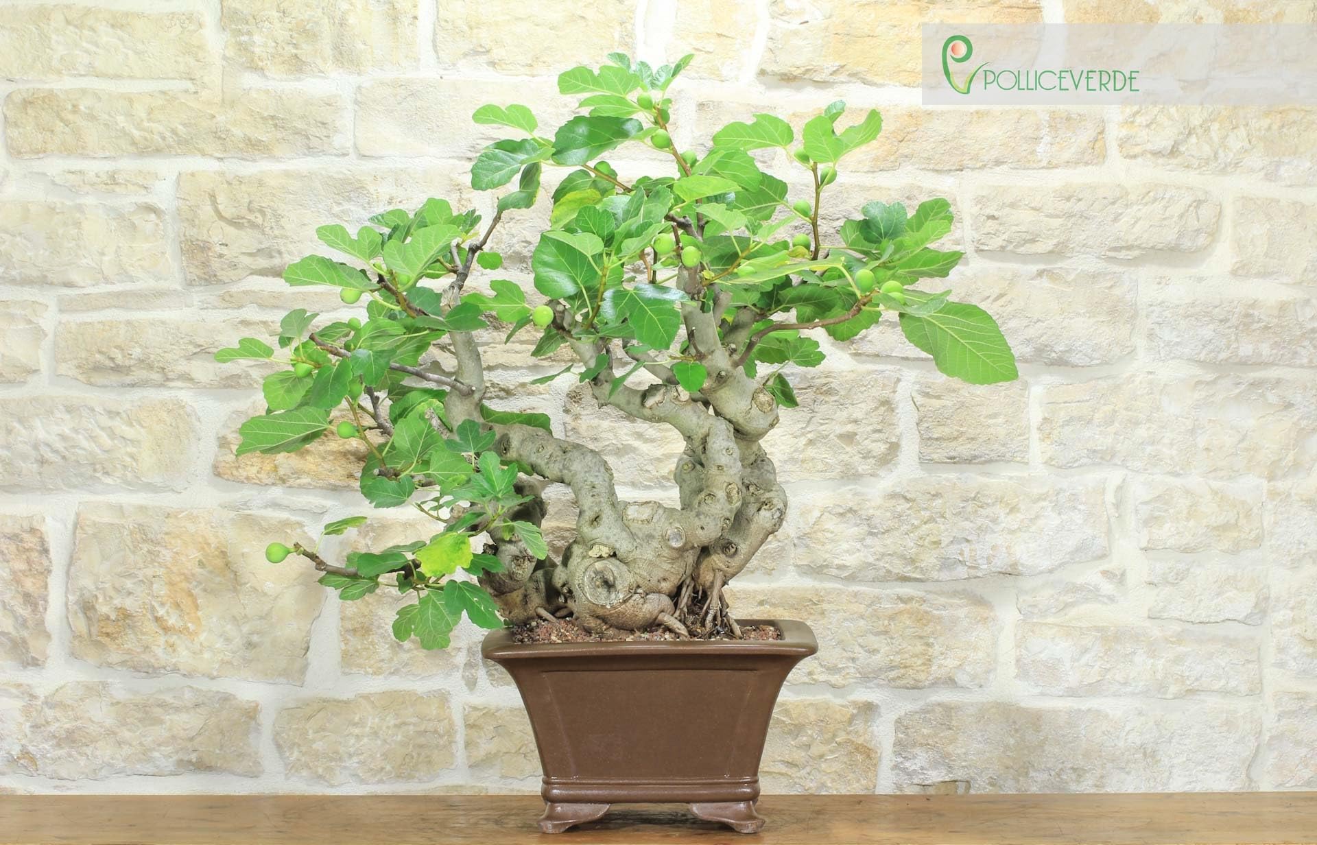 Bonsai di Fico (82)