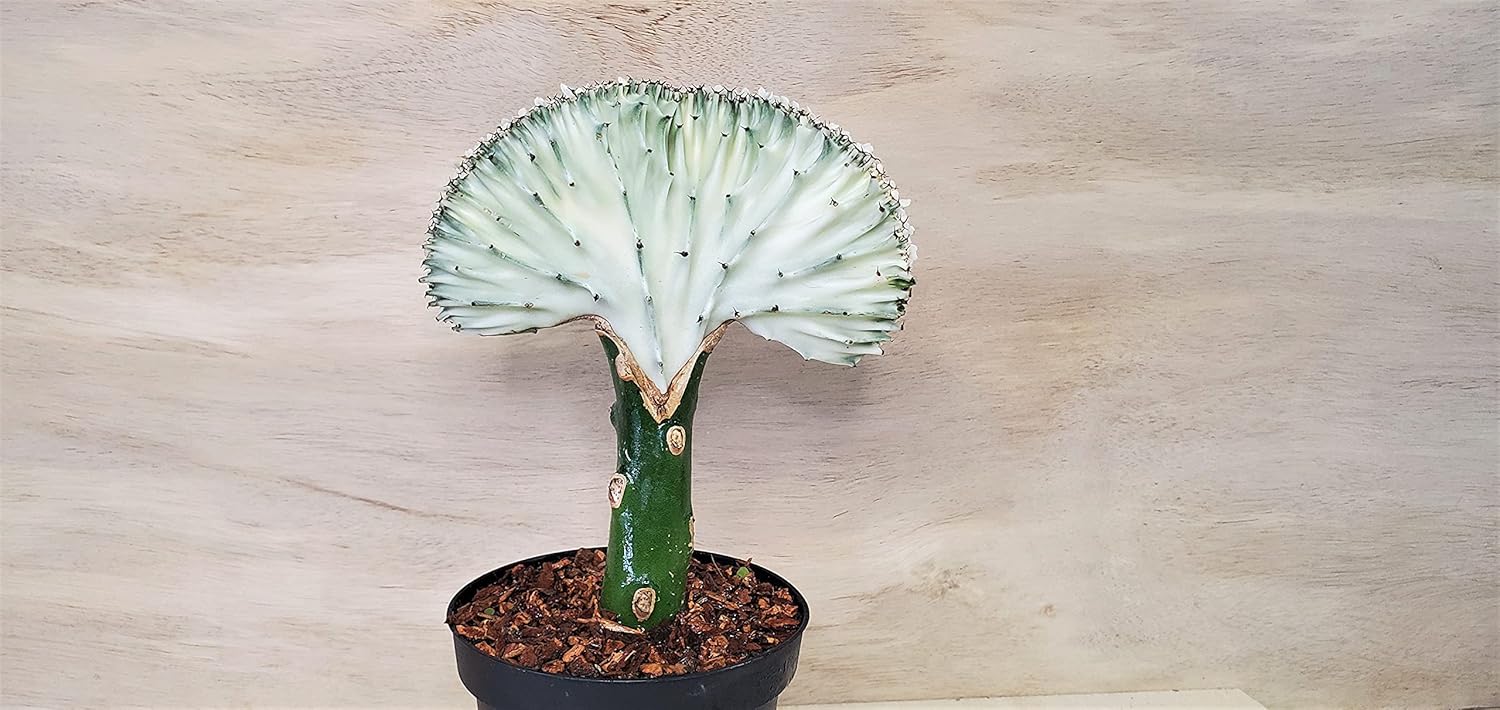 Euphorbia Lactea Cristata aka Coral Cactus in White Live Rare House Plants (All Plants are Fully Rooted Plants!) in 4" Pot by 3exoticgreen