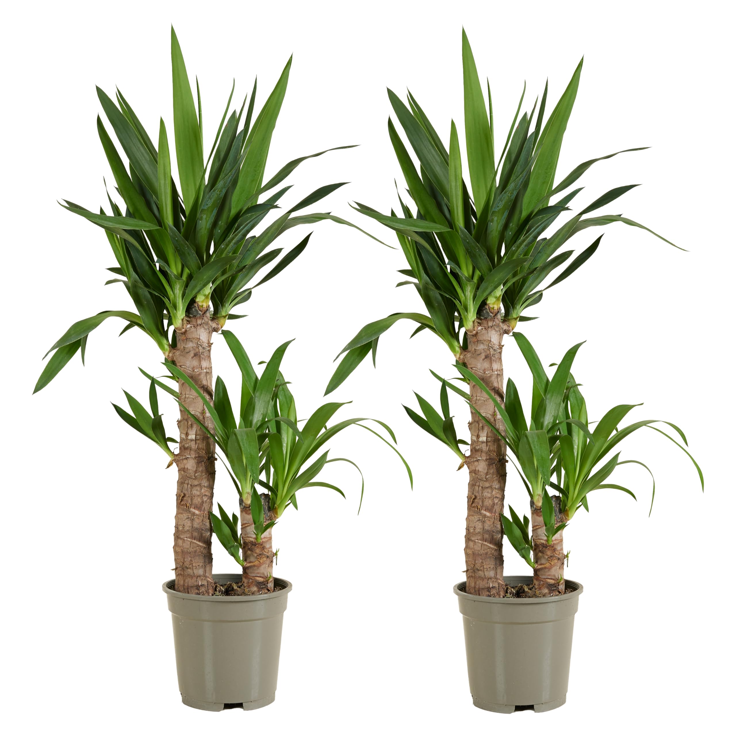 Bloomique - Set di 2 - Yucca elephantipes - Giglio delle palme - Pianta da interno - Purifica l’aria - Facile da curare - Alte 60-70 cm - Vaso 17 cm