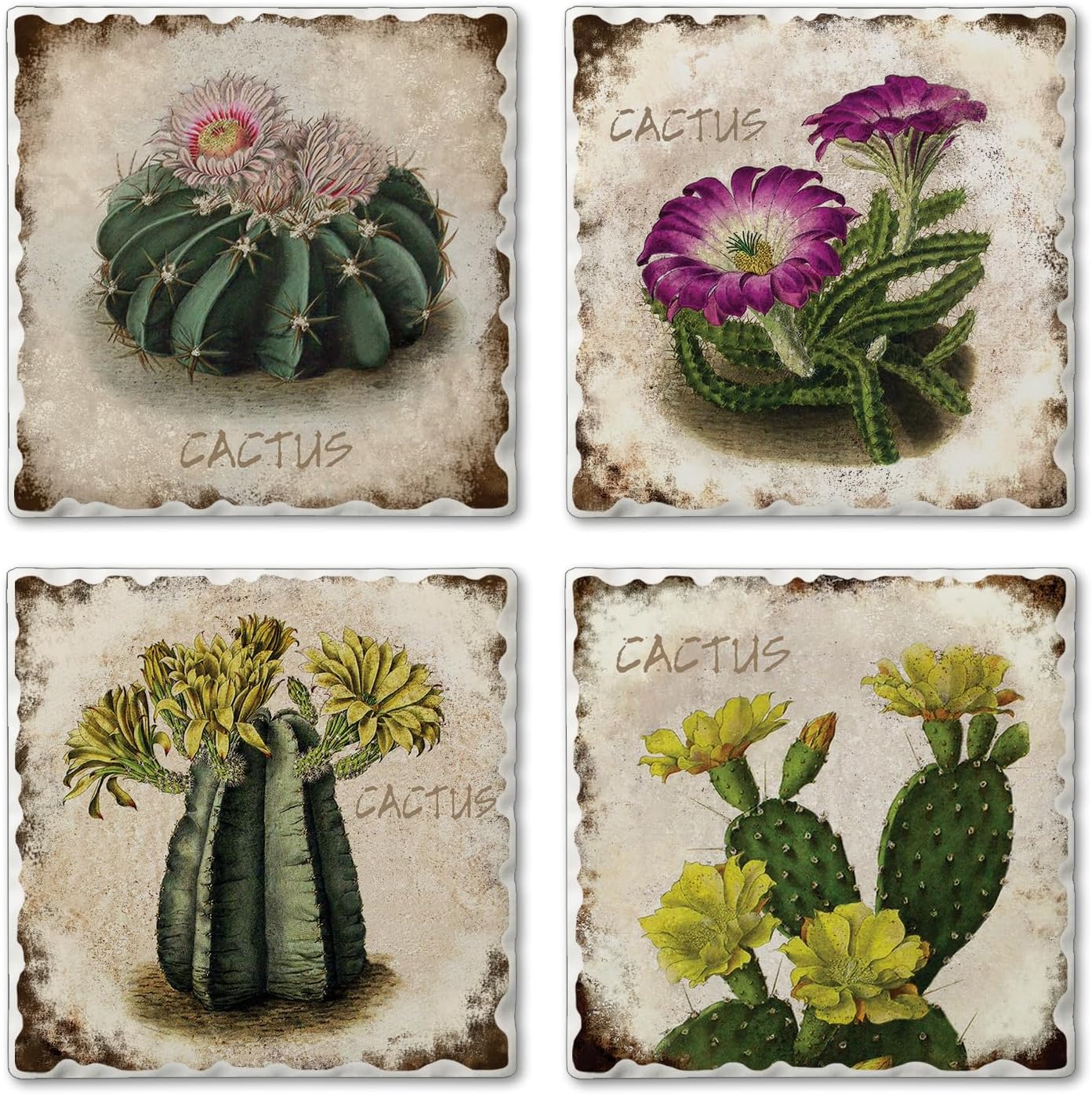 Thirstystone Cactus Flowers 4 Pack MultiImage Absorbent