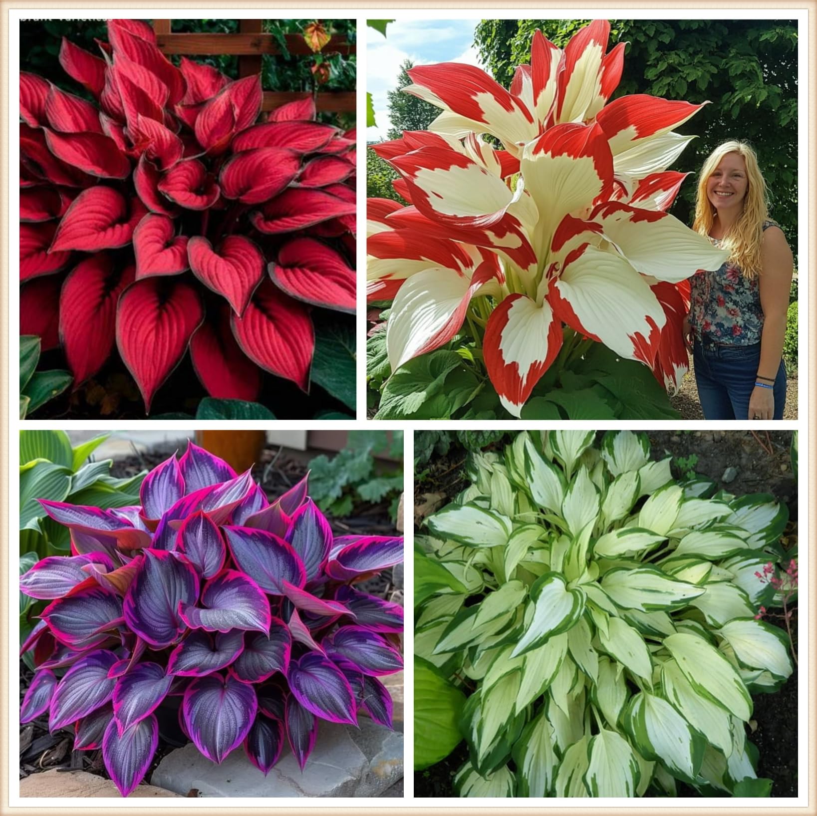 Hosta Bulbs Live, Hosta Plants for Sale, Perennial, Easy Plant, Ornamental Flowers, Wedding Flowers, Bulbs Mix, 10bulbs-b