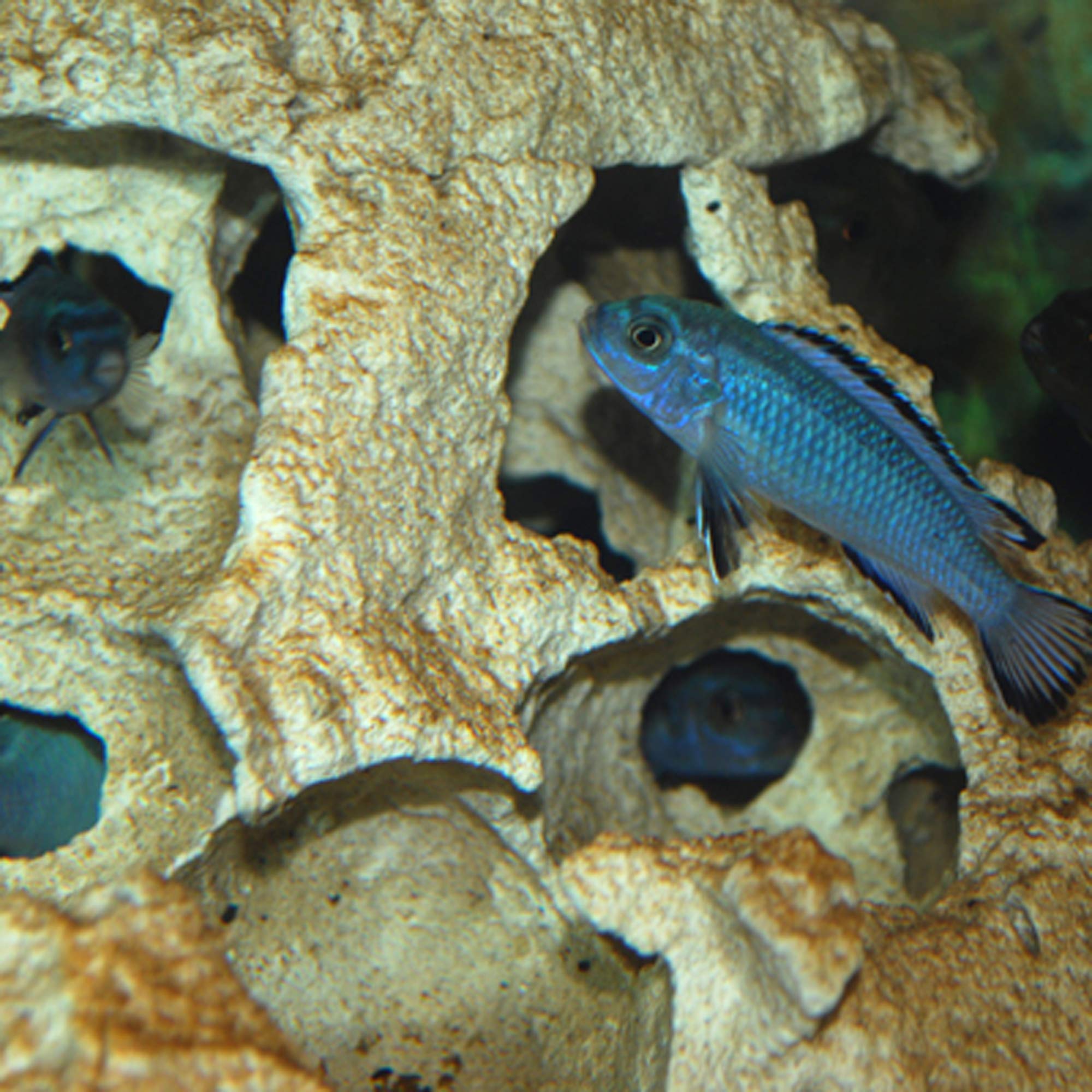 Lochgestein Aquarium Deko Felsen Malawi See S-Form 39x13x17 cm