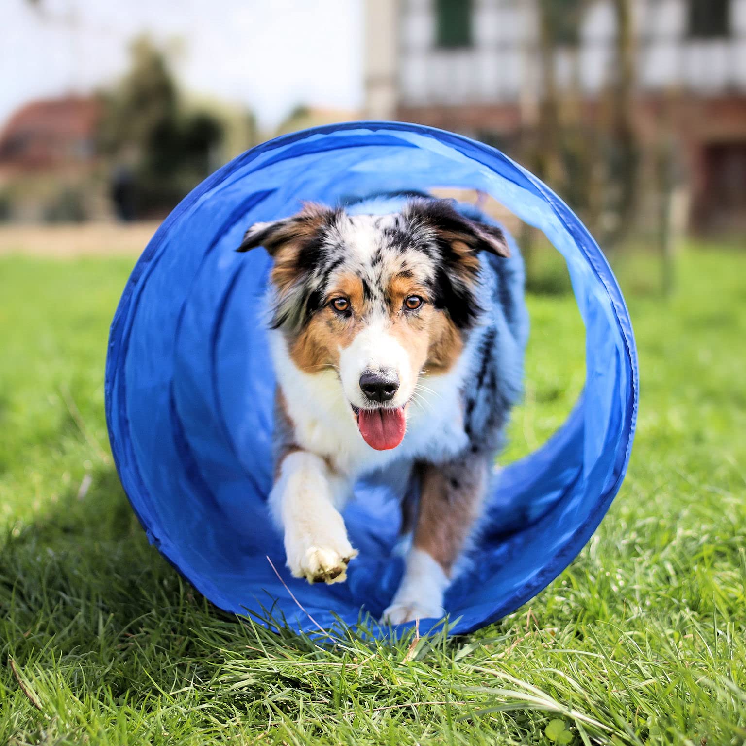 Agility Dog Trainings Set X Tunnel-Sprungring-Hürden-Slalom-Stangen für Hunde