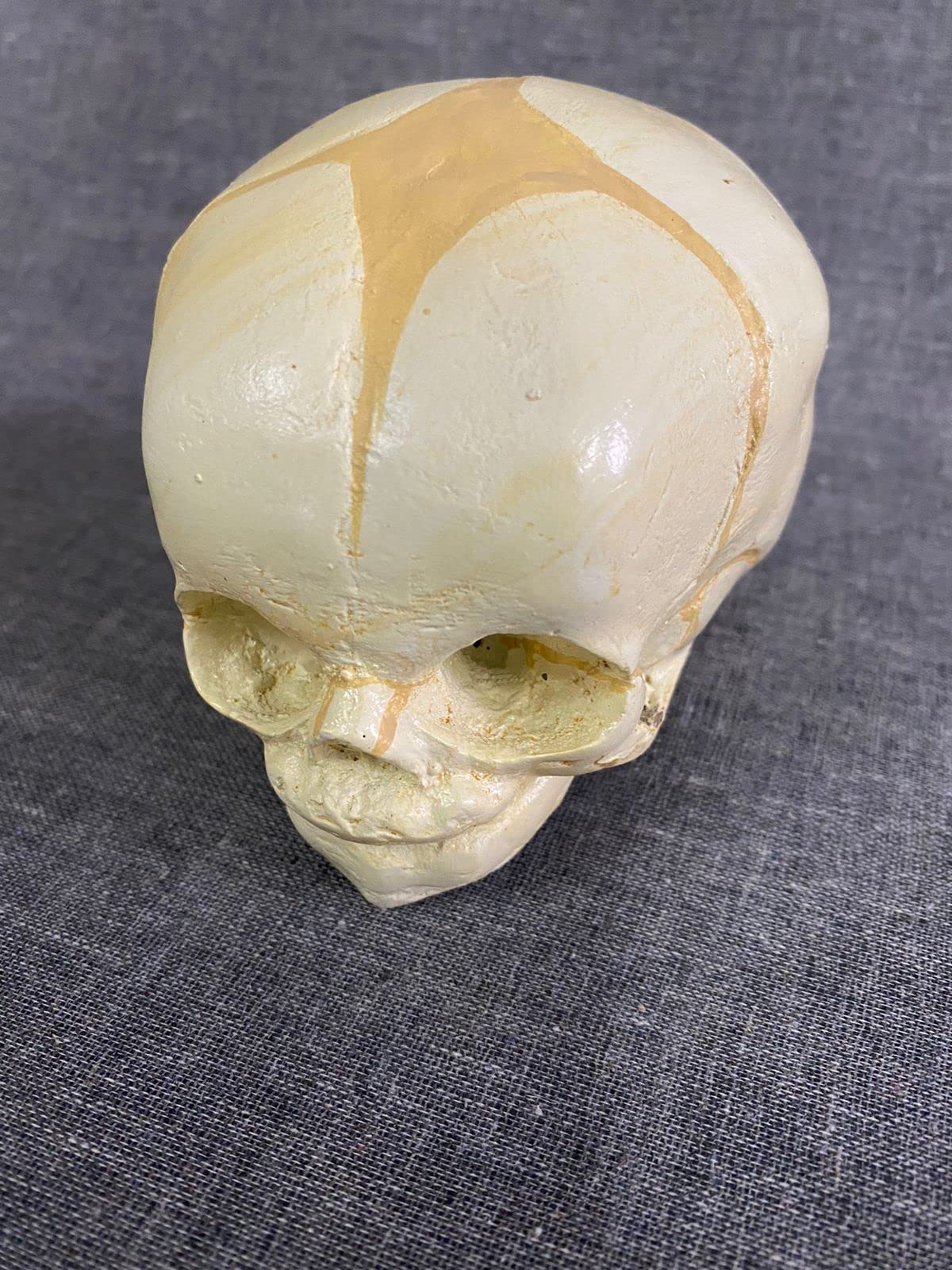 AI-Fetal Skull/Anatomical Model/Biological Lab Model/Educational Model/Scientific and Laboratory Product (B09YP4YQGX) Amazon Price History, Amazon Price Tracker