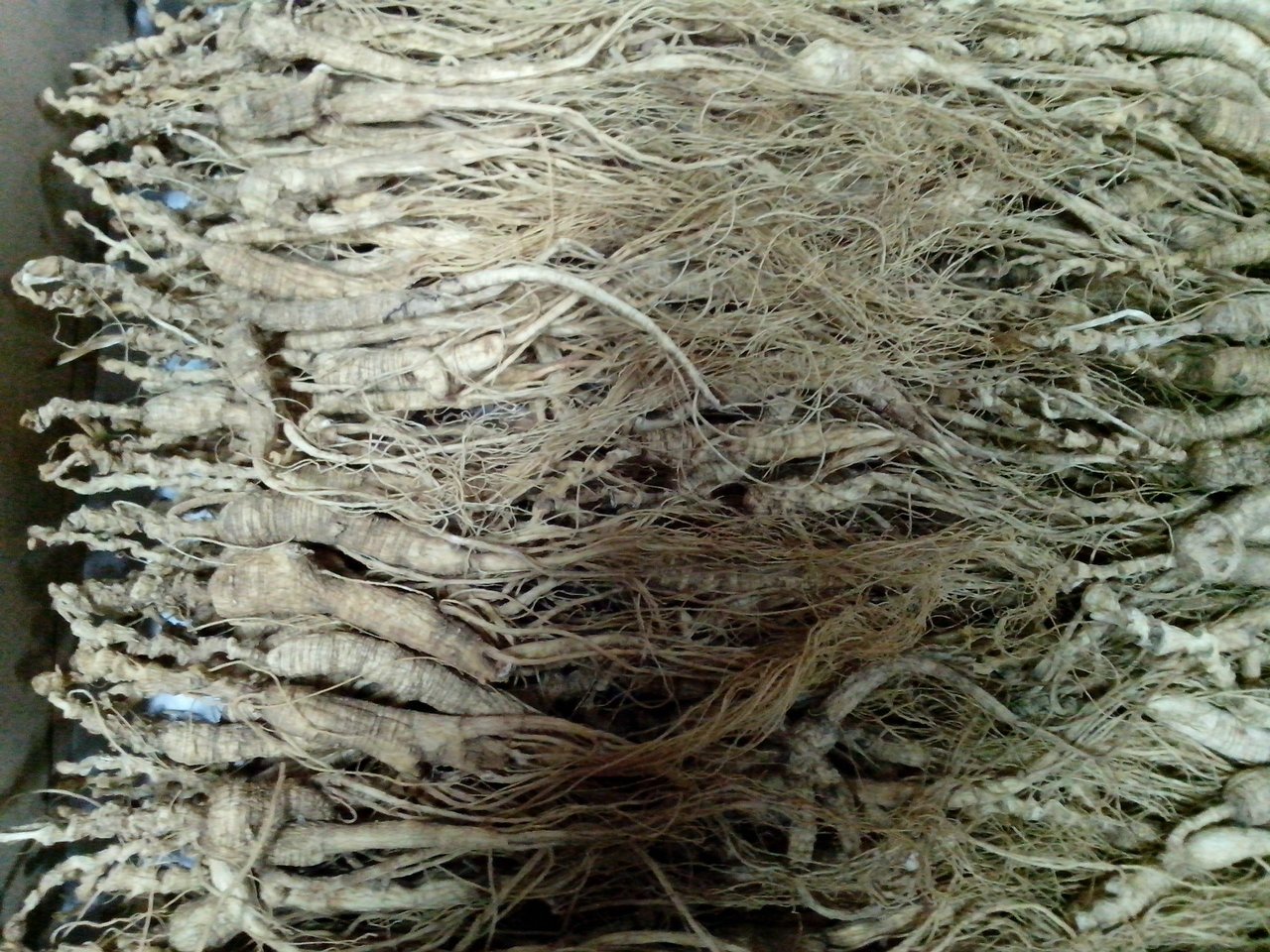 wonderland herbs 1 Kilo (2.2 lb) Dry Transplant Wild Ginseng Root About 20 Years, Almost Complete