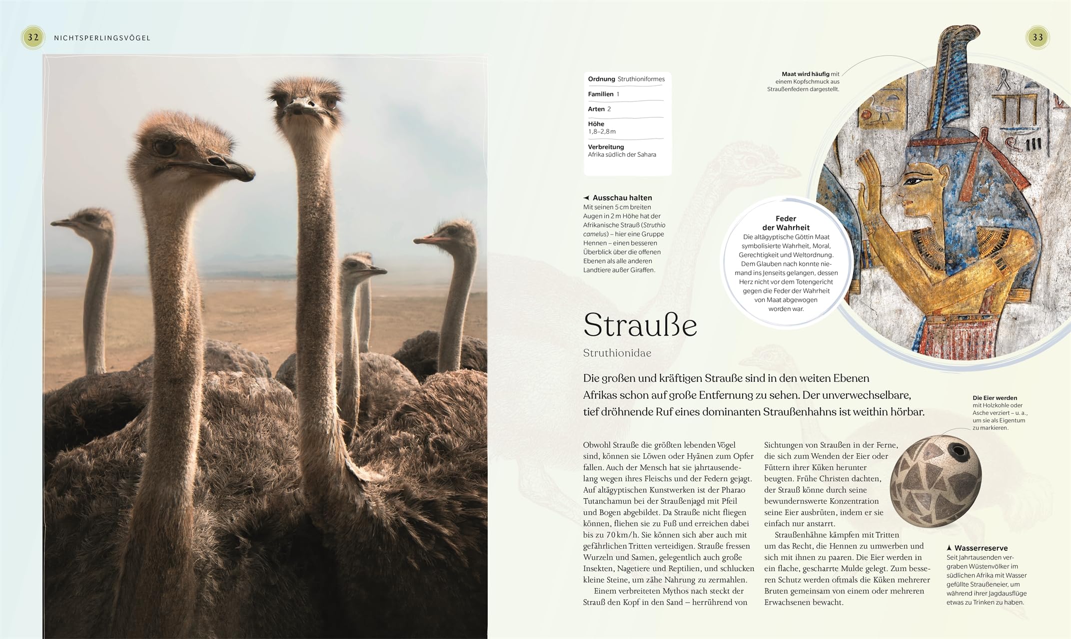 Vögel - Eine Natur- und Kulturgeschichte: Über 100 Vögel aus aller Welt in ausführlichen Porträts. Spannende Fakten, brillante Fotos und Illustrationen (DK Faszinierende Welt)