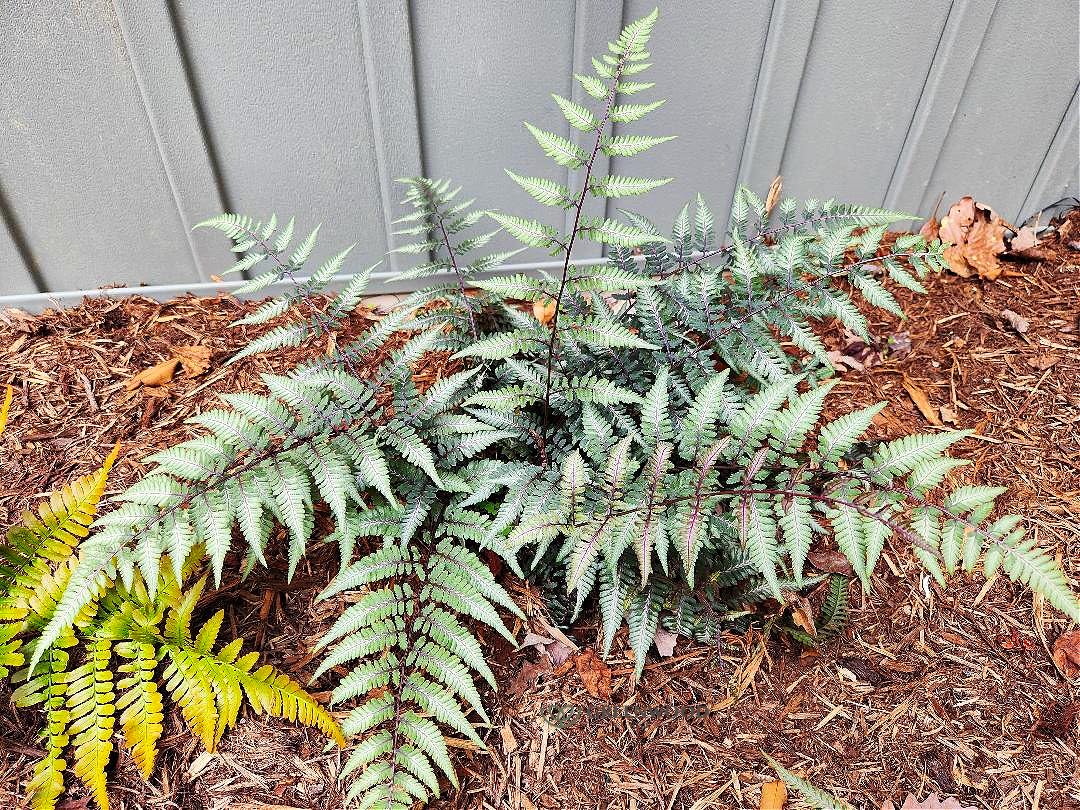 Greenwood Nursery Godzilla Japanese Painted Fern