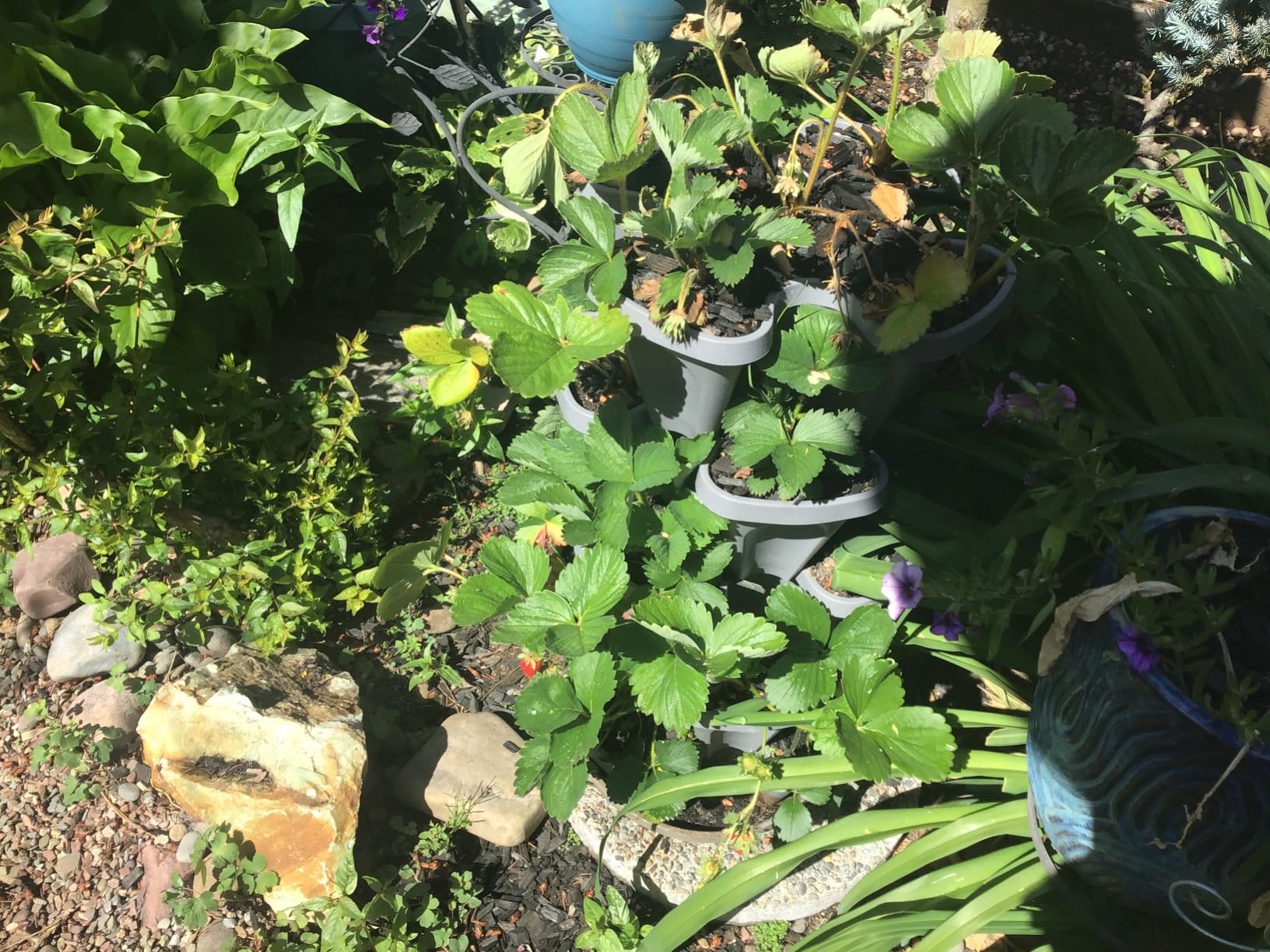 Smart Spring 5-tier with strawberries