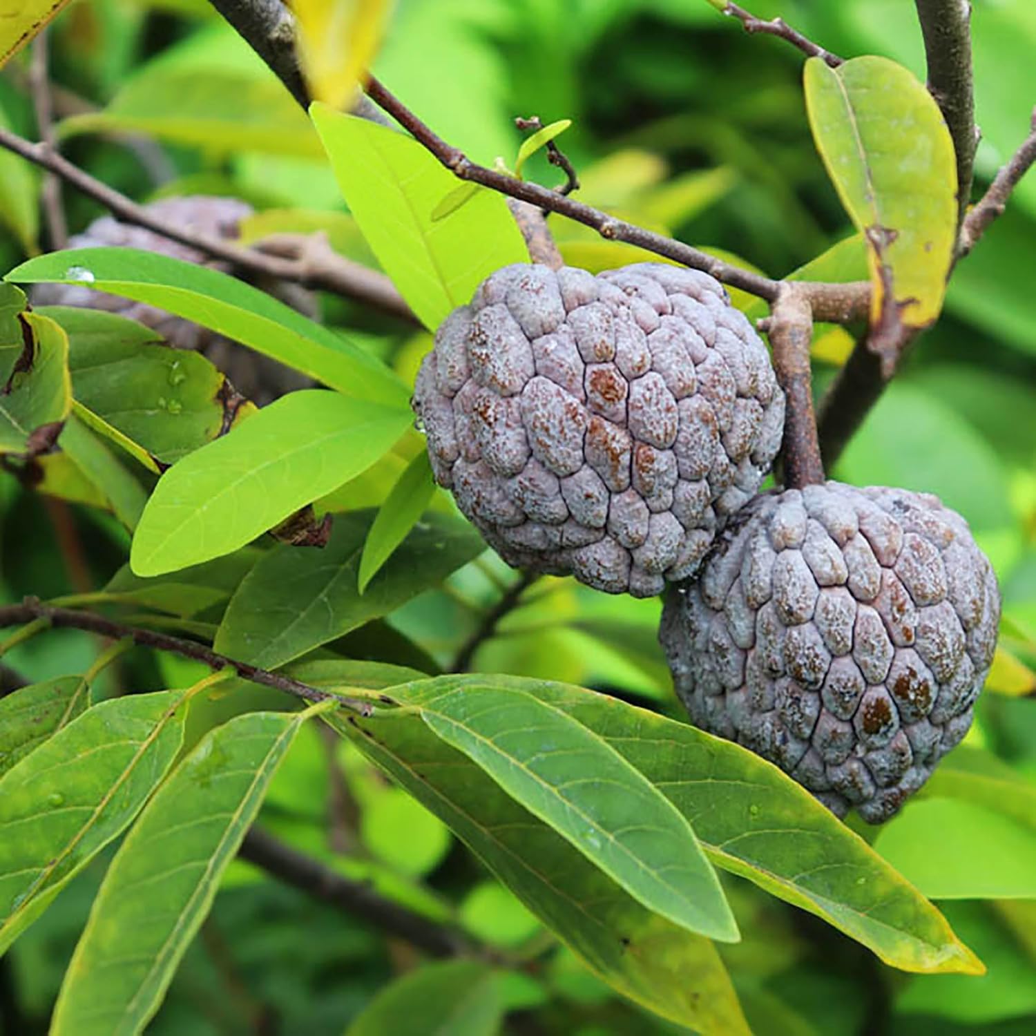 Amazon.com : QAUZUY GARDEN 10 Sugar-Apple Seeds, Annona Squamosa Seeds ...