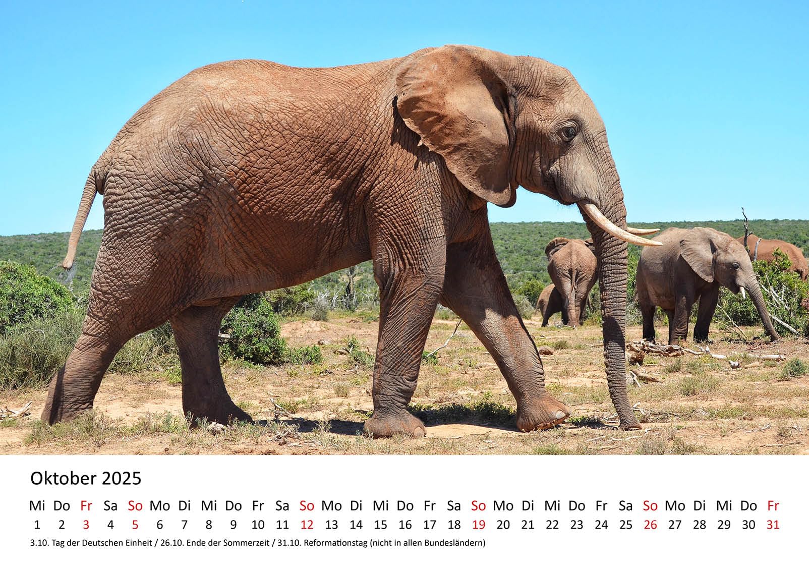 Edition Seidel Premium kalender olifanten de rustige reuzen 2026