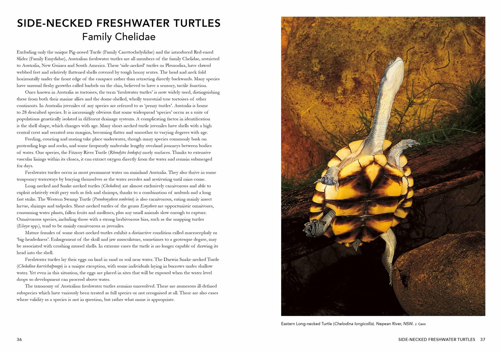 A Complete Guide to Reptiles of Australia: Volume 7
