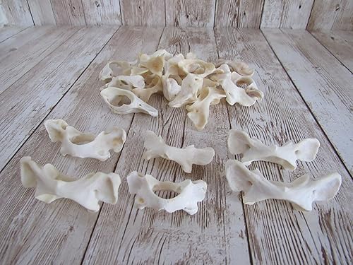 Miniatura 4 de Biker Bettys 5 Mapache Vertebra Atlas Mariposa Hueso Taxidermia Artesanía Dientes Huesos Animales Coyote