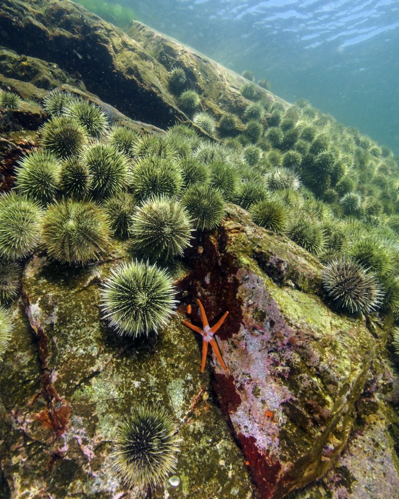 A starfish with spiny sea urchins at Quadra Island British Columbia in Canada Poster Print by Brent BarnesStocktrek Images (22 x 34)