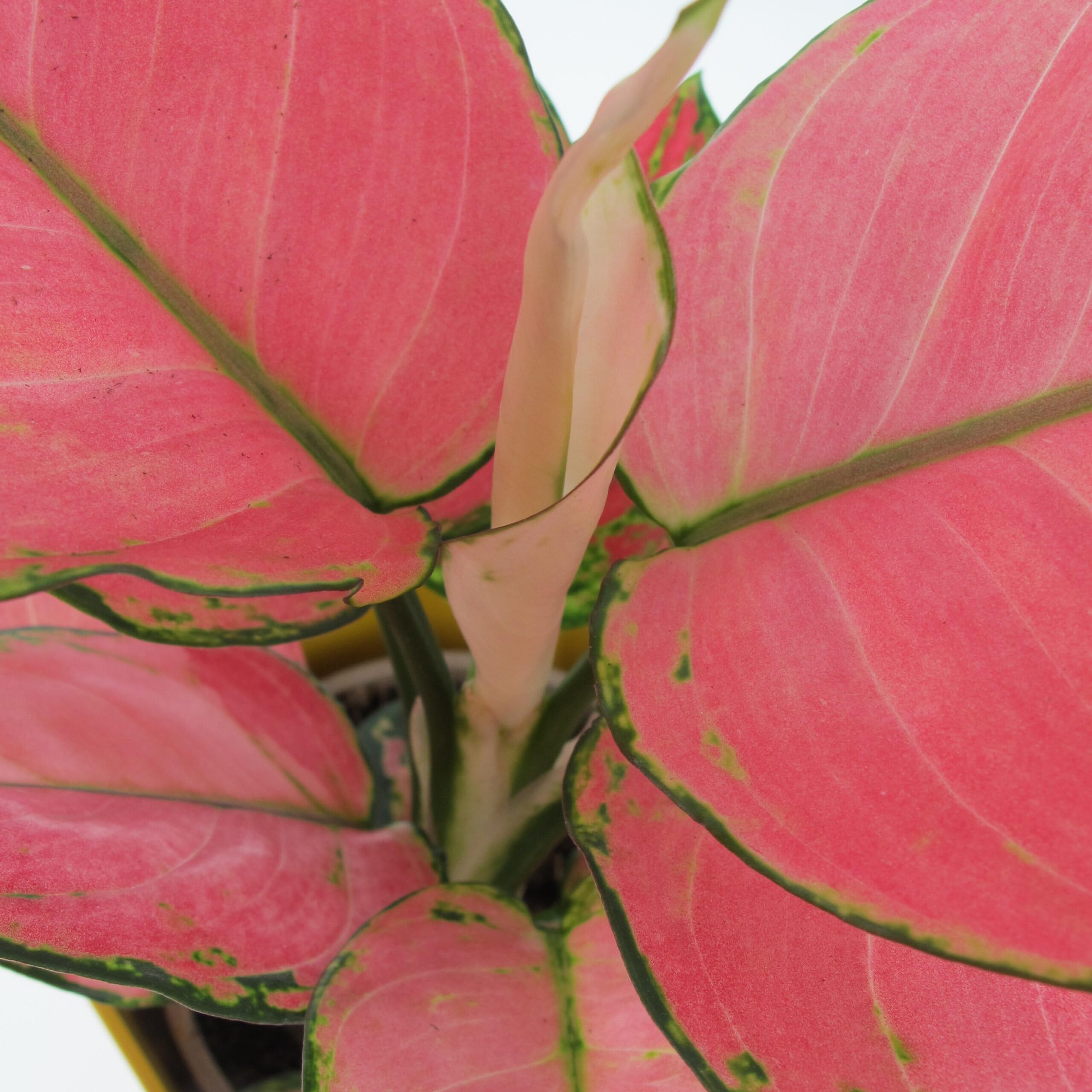 KENTIS - Aglaonema Pink Star - Piante da Interno Vere - Piante Purifica Aria da Appartamento - H 20-30 cm Vaso Ø 12 cm