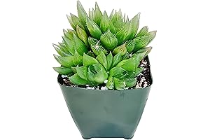 Haworthia Cooperi Live Succulent Plant in 4-Inch Pot