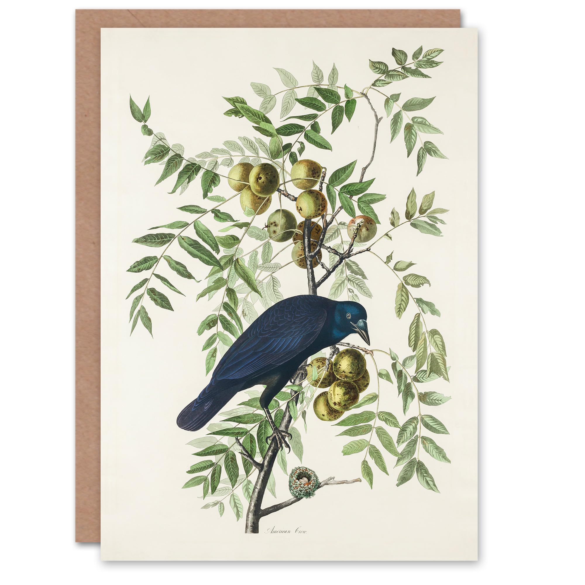Artery8 John James Audubon Art Card American Crow on Walnut Tree