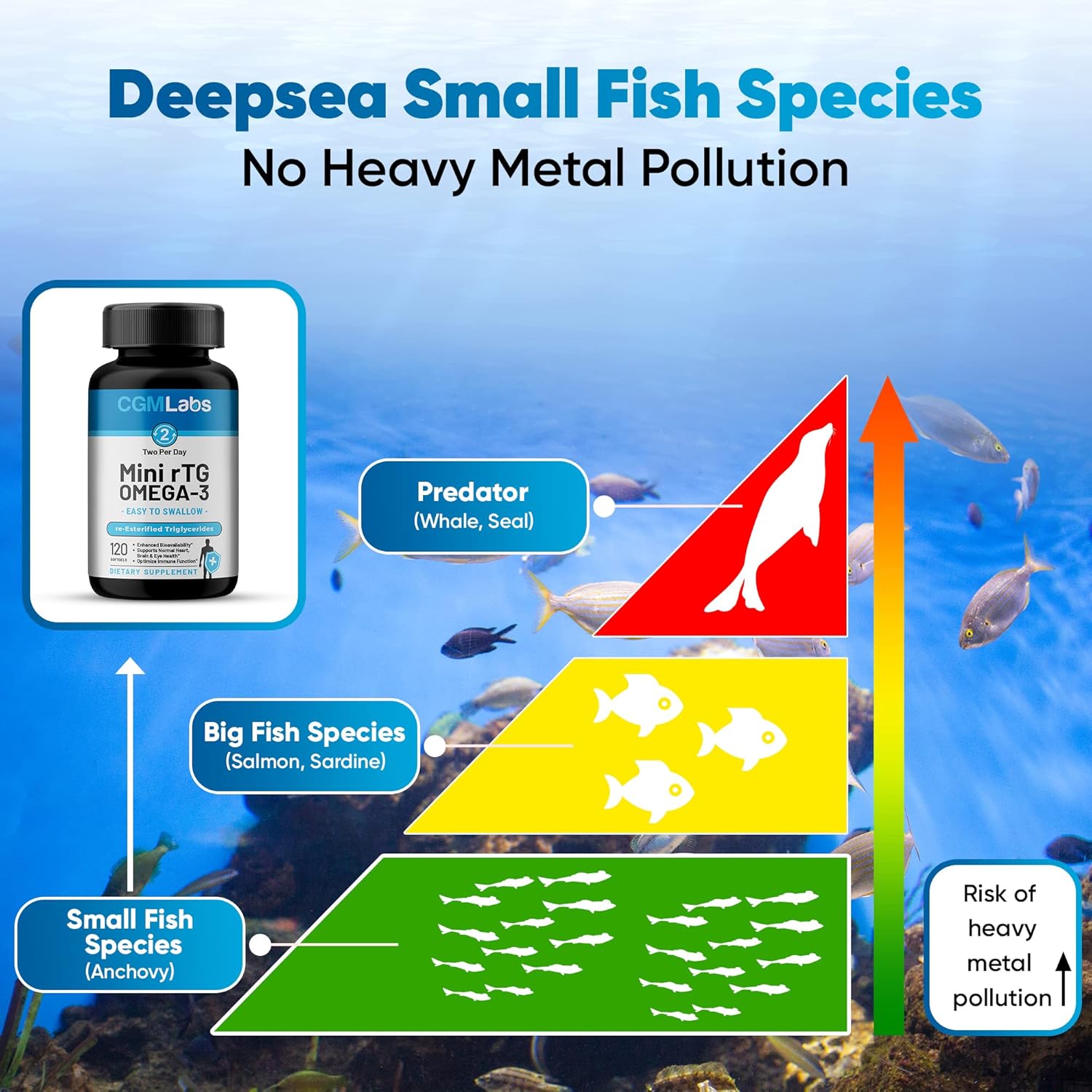 rTG Omega-3 Fish Oil – 960 mg EPA & DHA per Serving | Burpless, High-Absorption Re-Esterified Triglyceride from Wild-Caught Anchovy | 120 Softgels - Image 4