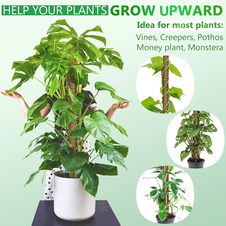 81ghy0abnlL._AC_UF894,