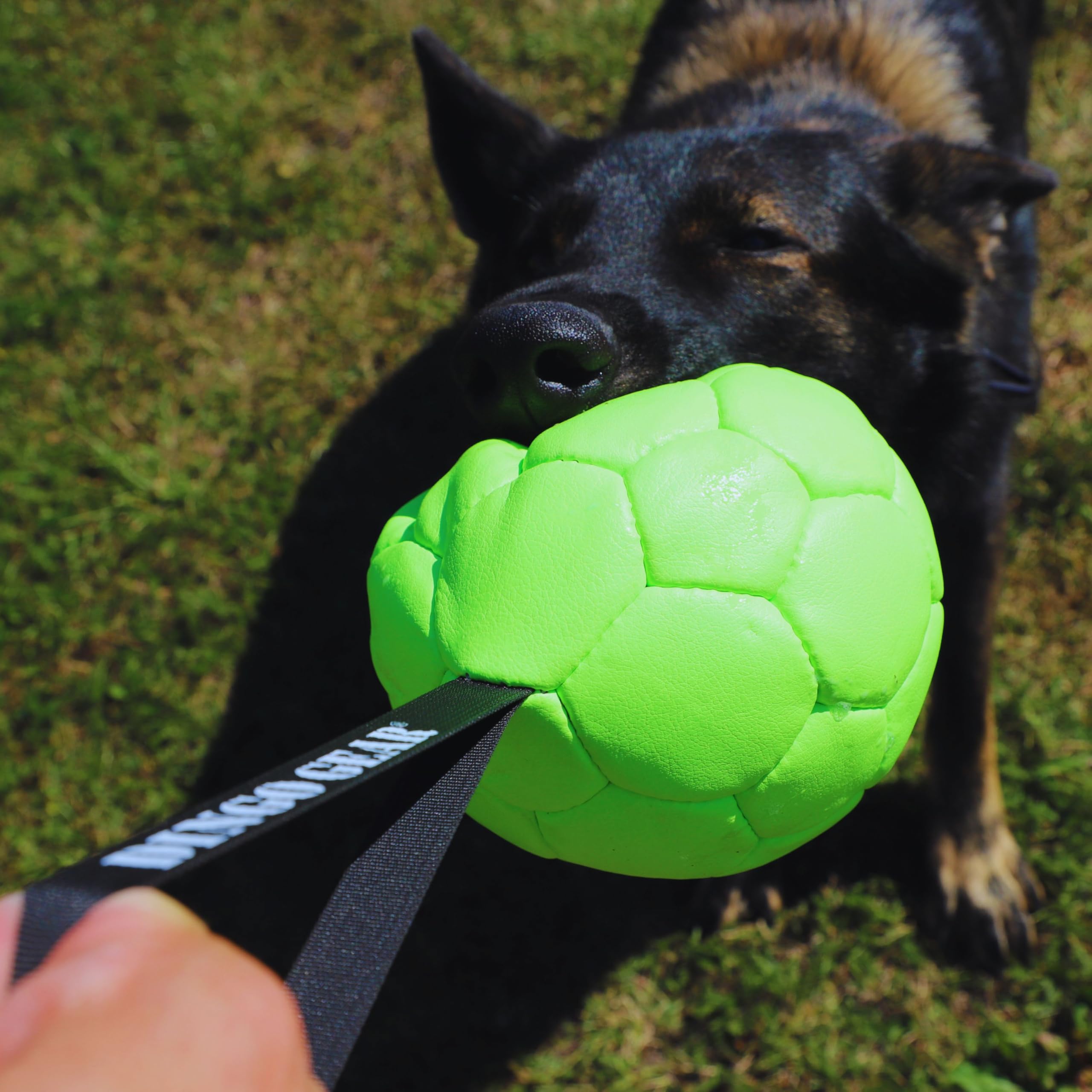 Dingo Gear Set Ball Inflatable with Pump Ball with Loop Made of Eco Leather Diameter of 8 cm Dog Toy Training Ball Dog Training Fun for Dogs Green Neon Z30030 - Image 3