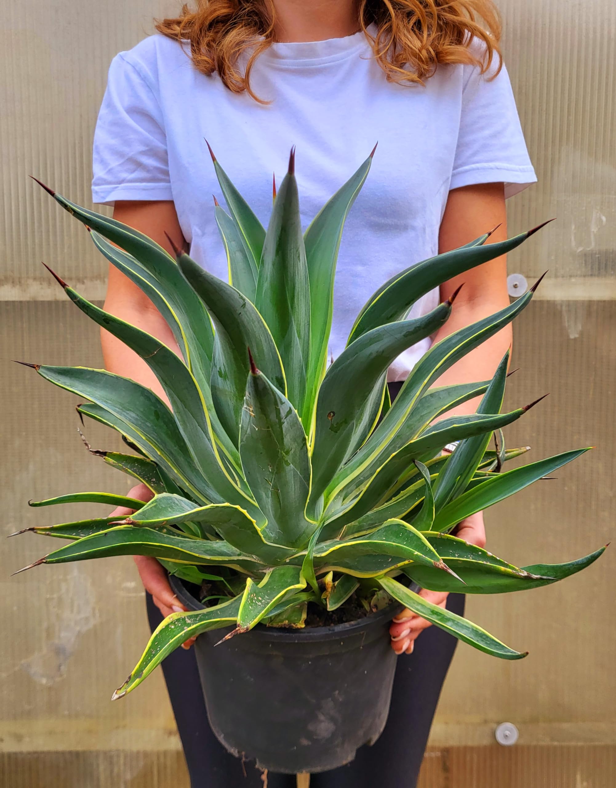 POWERS TO FLOWERS - AGAVE DESMETIANA VARIEGATA XL Vaso 22cm diametro, Pianta Vera