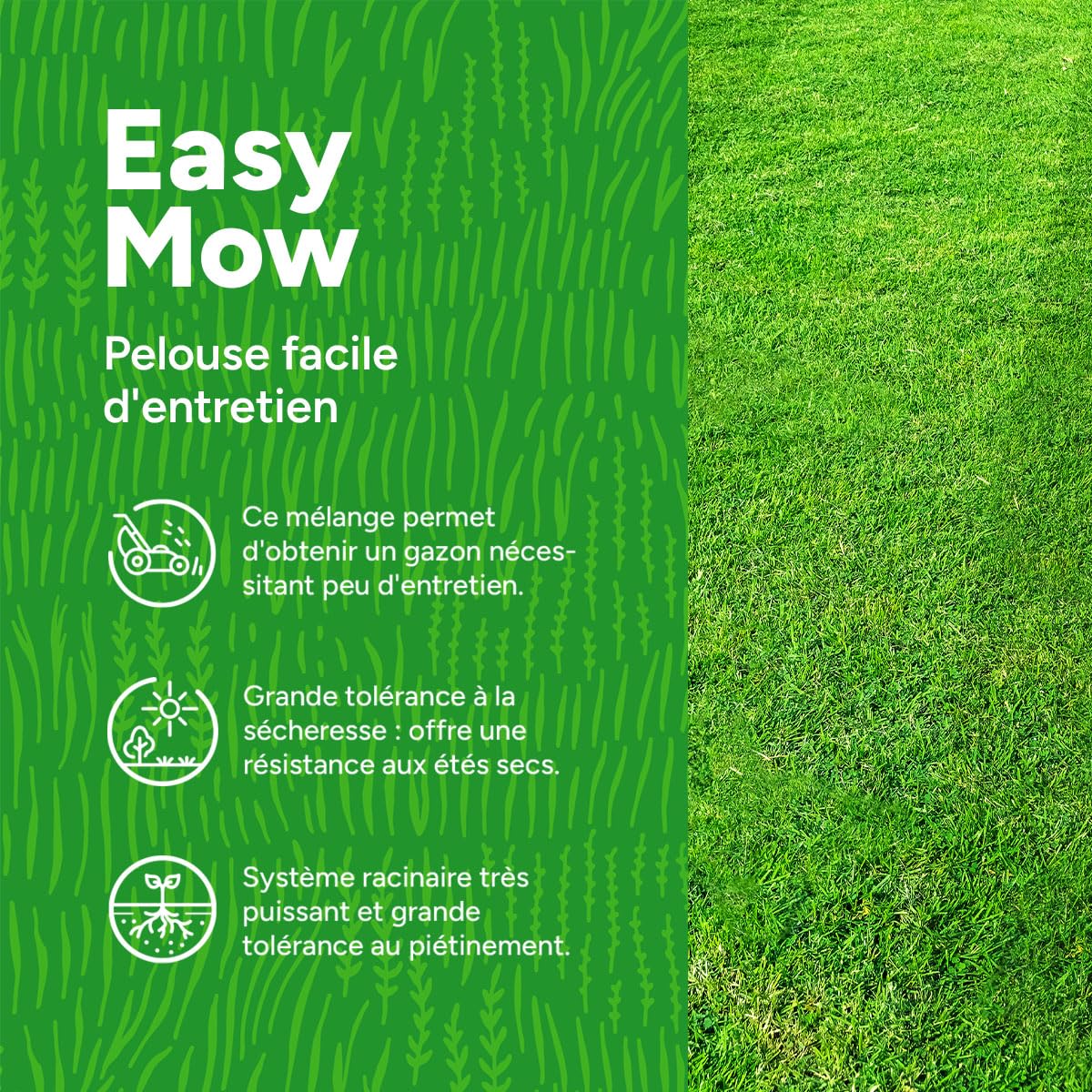 MRS Easy Mow : Semences de gazon - 2 kg pour 100 m² - Peu d’entretien - Tolérant à la sécheresse - Forme un gazon dense et durable