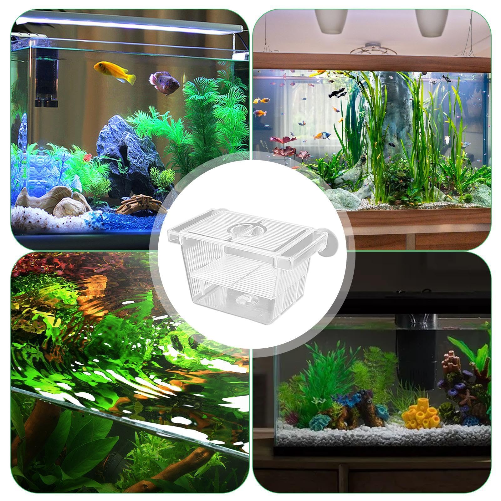 Scatola Di Isolamento Per Pesci E Gamberetti - Acrilico Trasparente Con Griglia - Foto 7