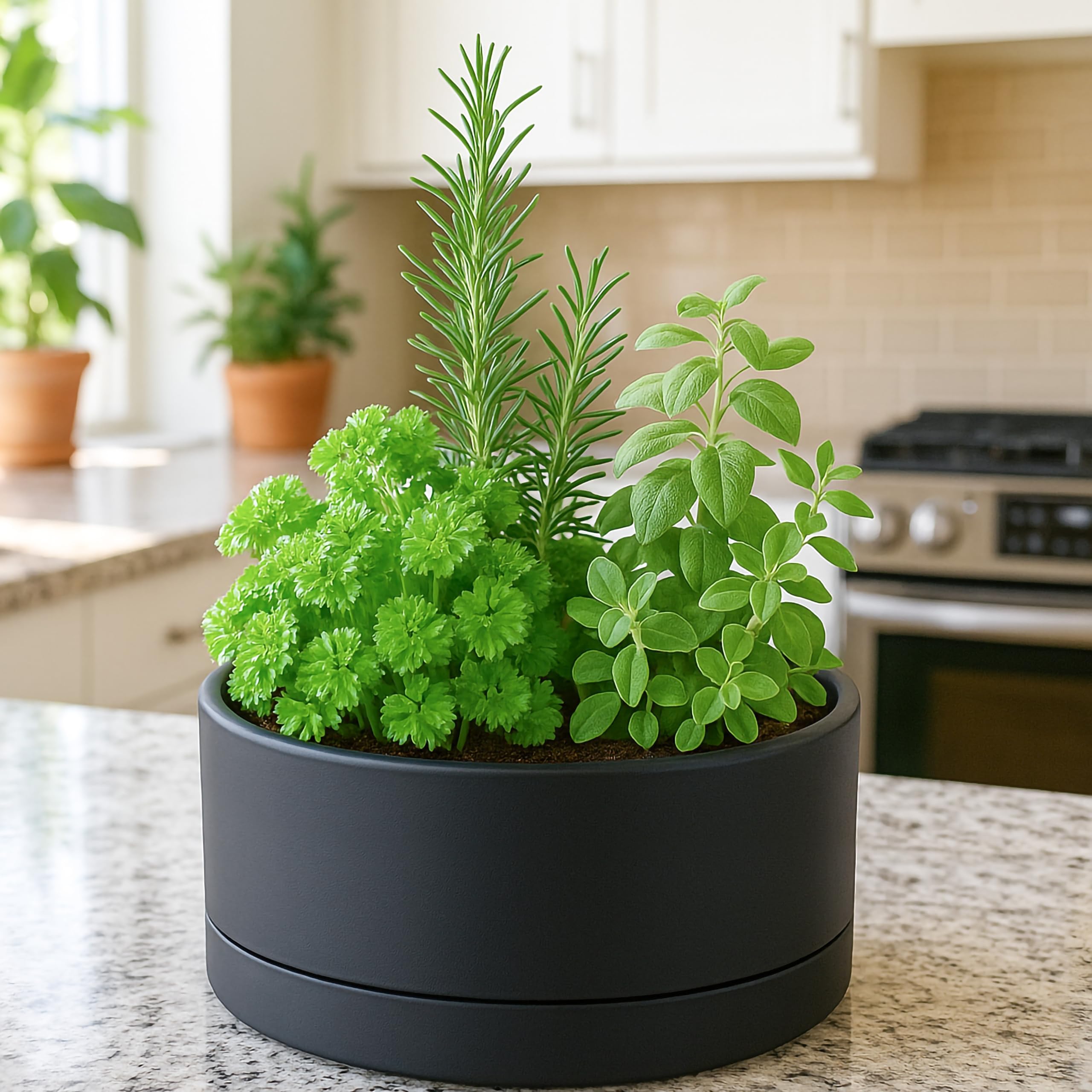 Amazon.co.jp: D'vine Dev 25.4 cm 浅型ラウンド多肉植物 プランター