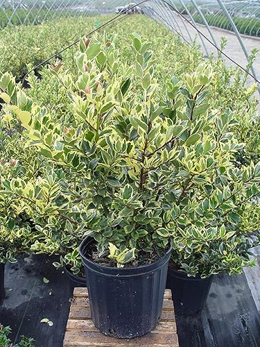 Vista 23 de Ganadores probados - Ilex verticillata Berry Heavy Gold (Winterberry) Arbusto, bayas de oro, 3 - Contenedor