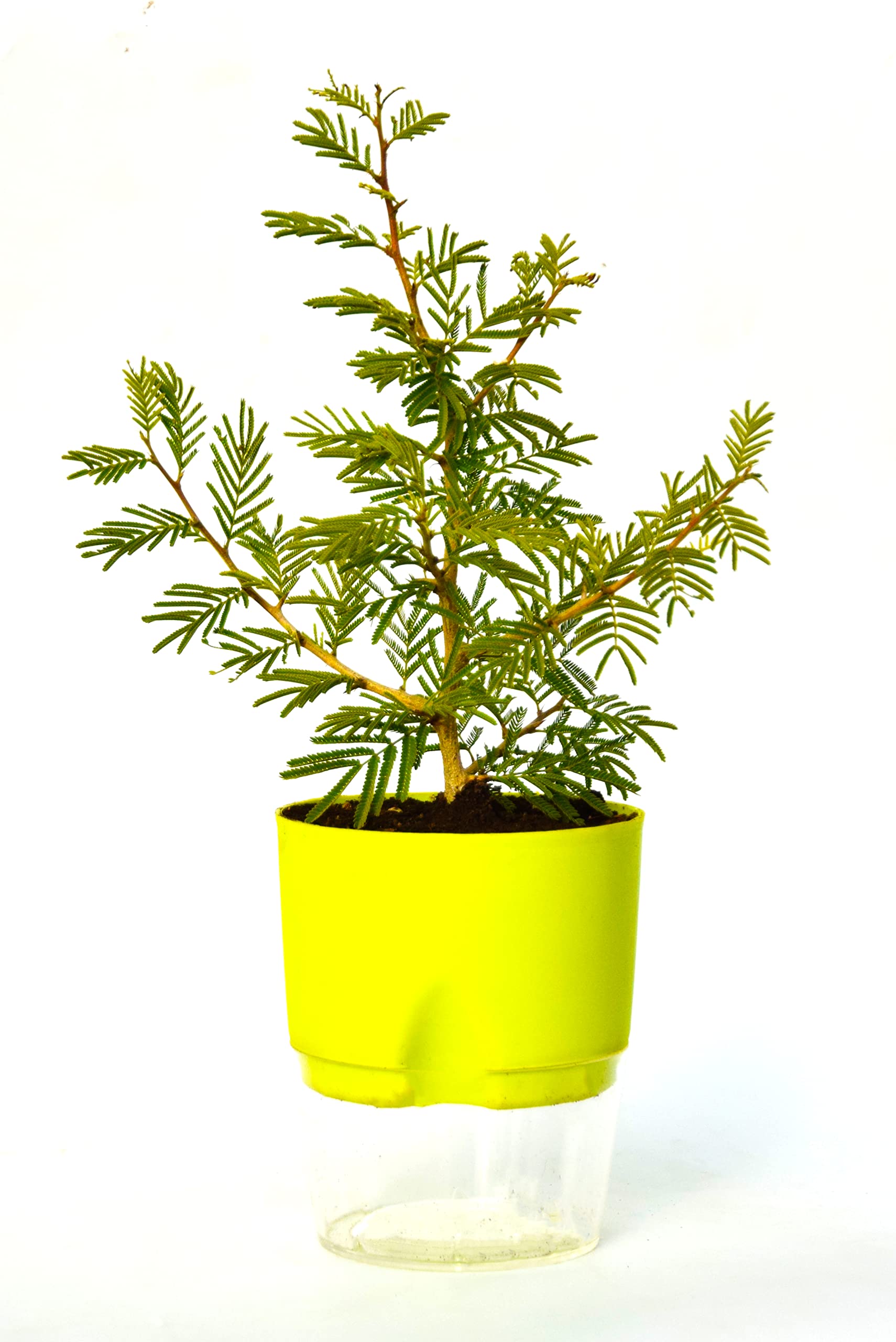 VH Veryhom Live Sami Medicinal Plant Chikur, Rhejri, Chonkar, Sami Plant With Self Watering Pot By Veryhom (B0BR9PZ8C8) Amazon Price History, Amazon Price Tracker