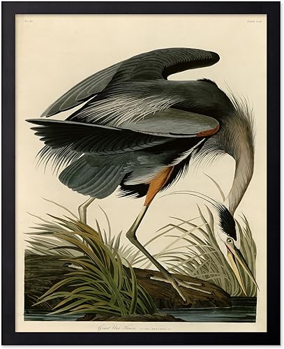 Miniatura 47 de Poster Master Póster vintage de colibríes, impresión de formas de arte retro en la naturaleza, arte de pájaros, regalo para él, ella y amante de los