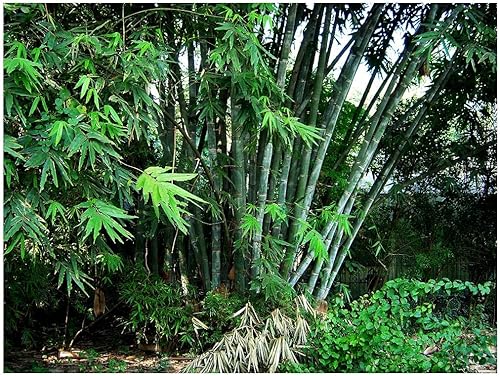 Semilla de bambú gigante aglutinante no invasiva, aproximadamente 20 semillas, bambú macho o sólido, instrucciones de cultivo incluidas (idioma