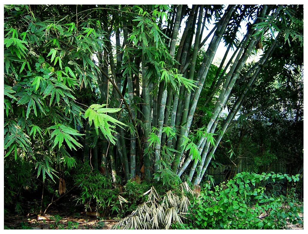 Non-Invasive Clumping Giant Bamboo Seed Marde Ross
