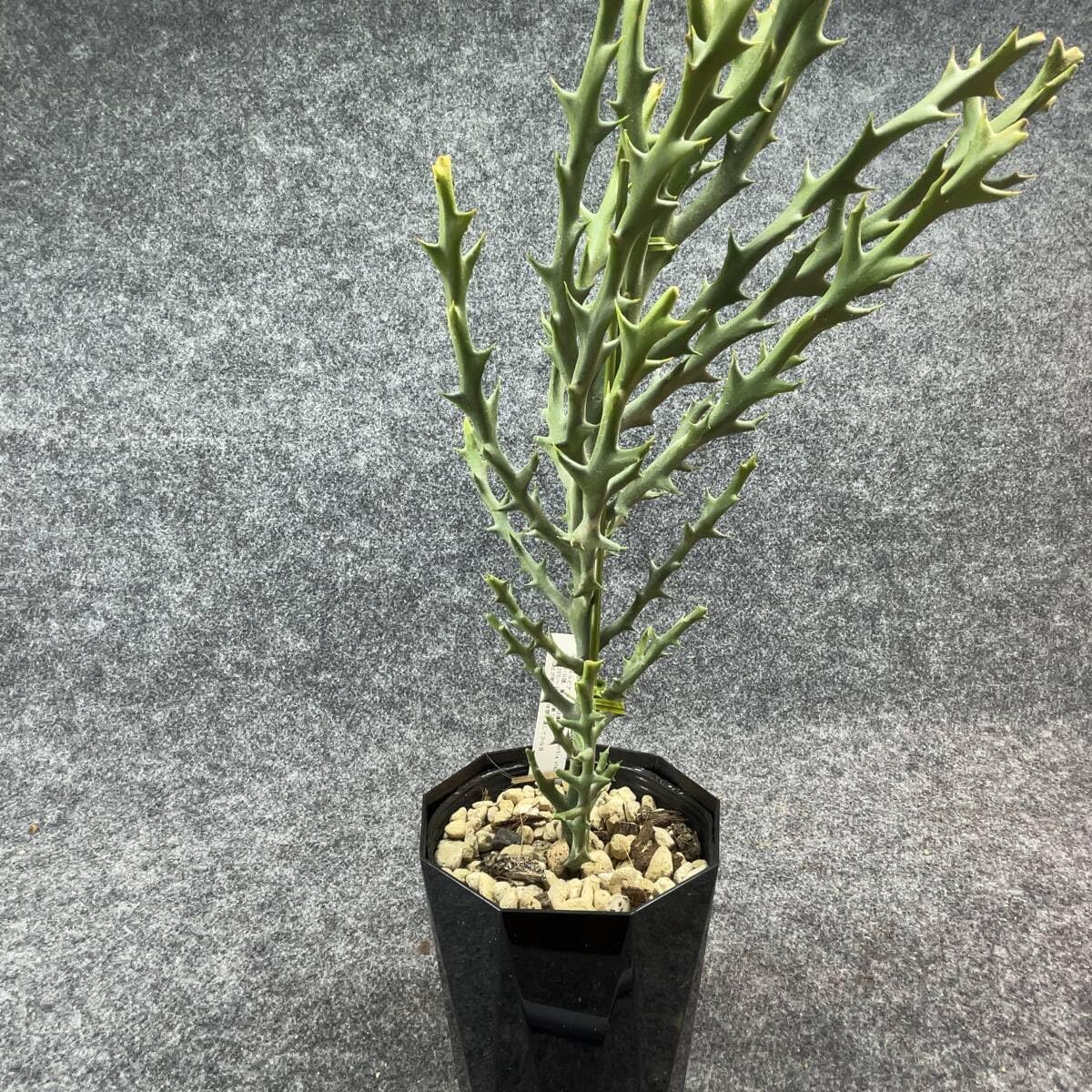 Amazon.co.jp: 鉢ごと発送ユーフォルビアステノクラーダEuphorbia 