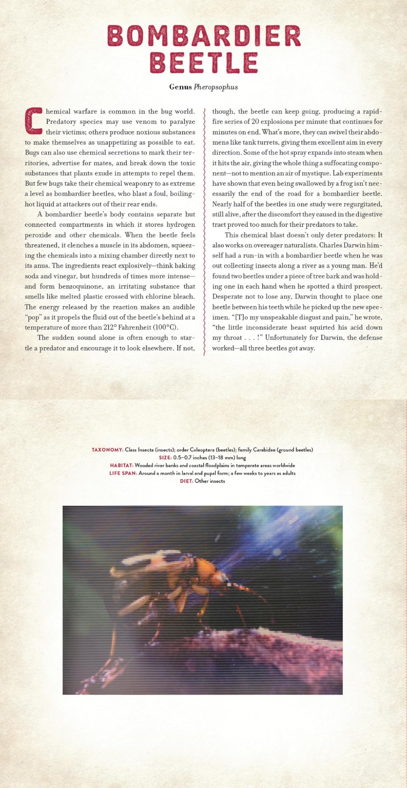 Bugs: A Photicular Book