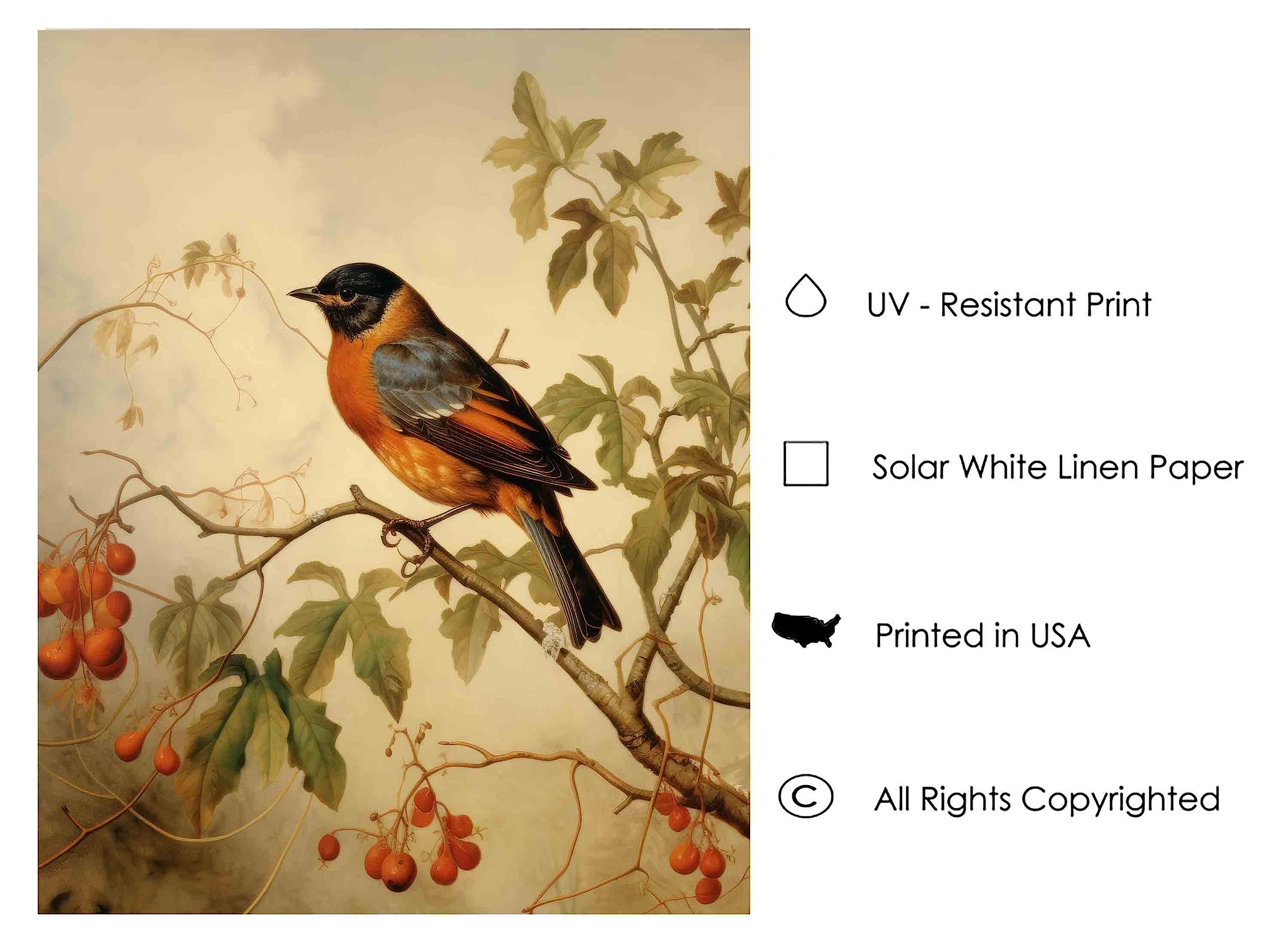 Amazon.com: Robin Bird Vintage Poster Art Print Retro Wall Art