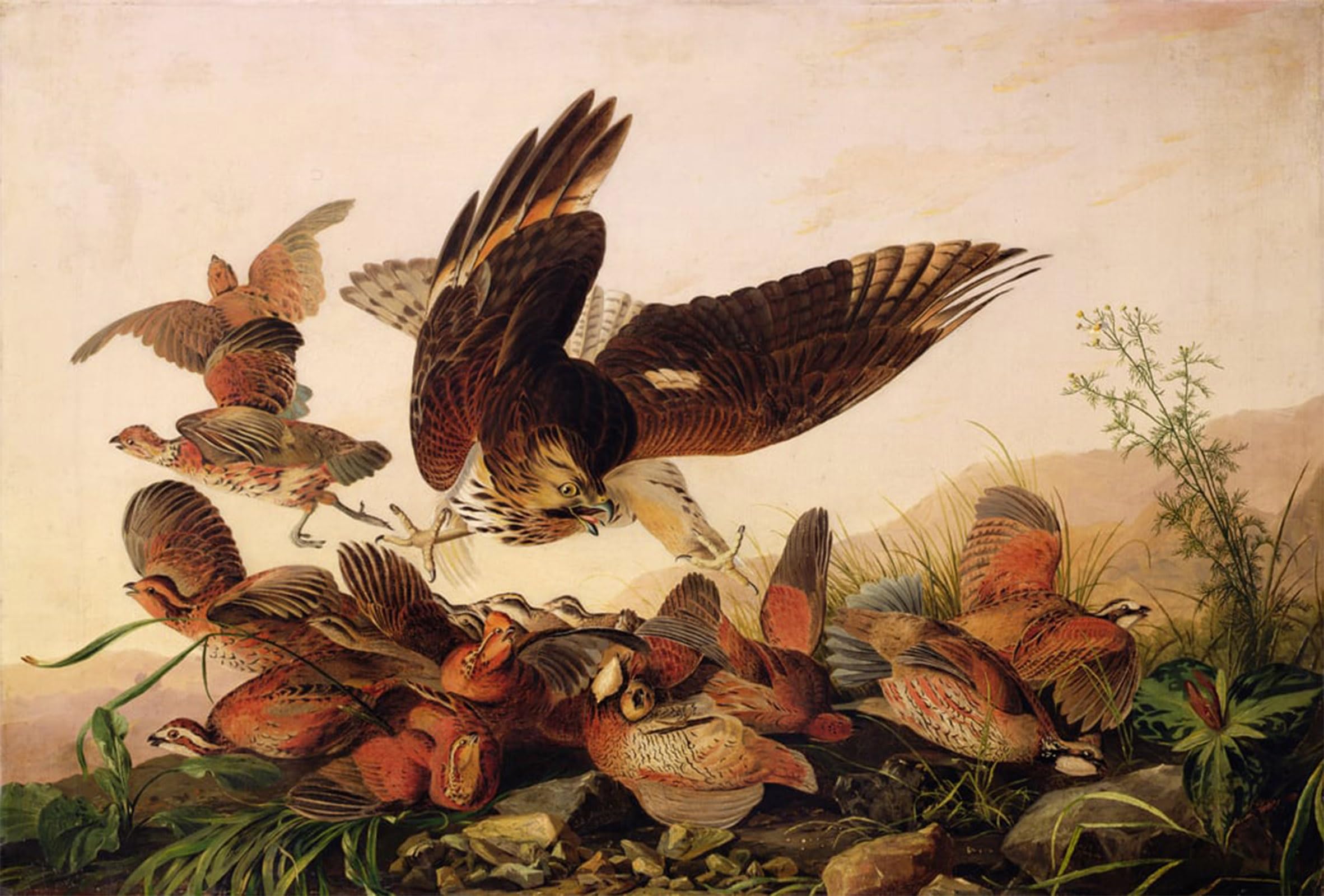 POSTERIIk Vintage Print Pop Art Landscape Artwork Red shouldered Hawk Attacking Bobwhite Partridges by John Jamess Audubon Art Prints for Office Home Decor 60x90cm