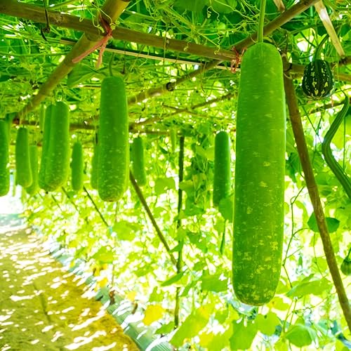 25 semillas de calabaza de botella larga, botella de estrella, semillas de calabaza asiática para plantar jardín al aire libre