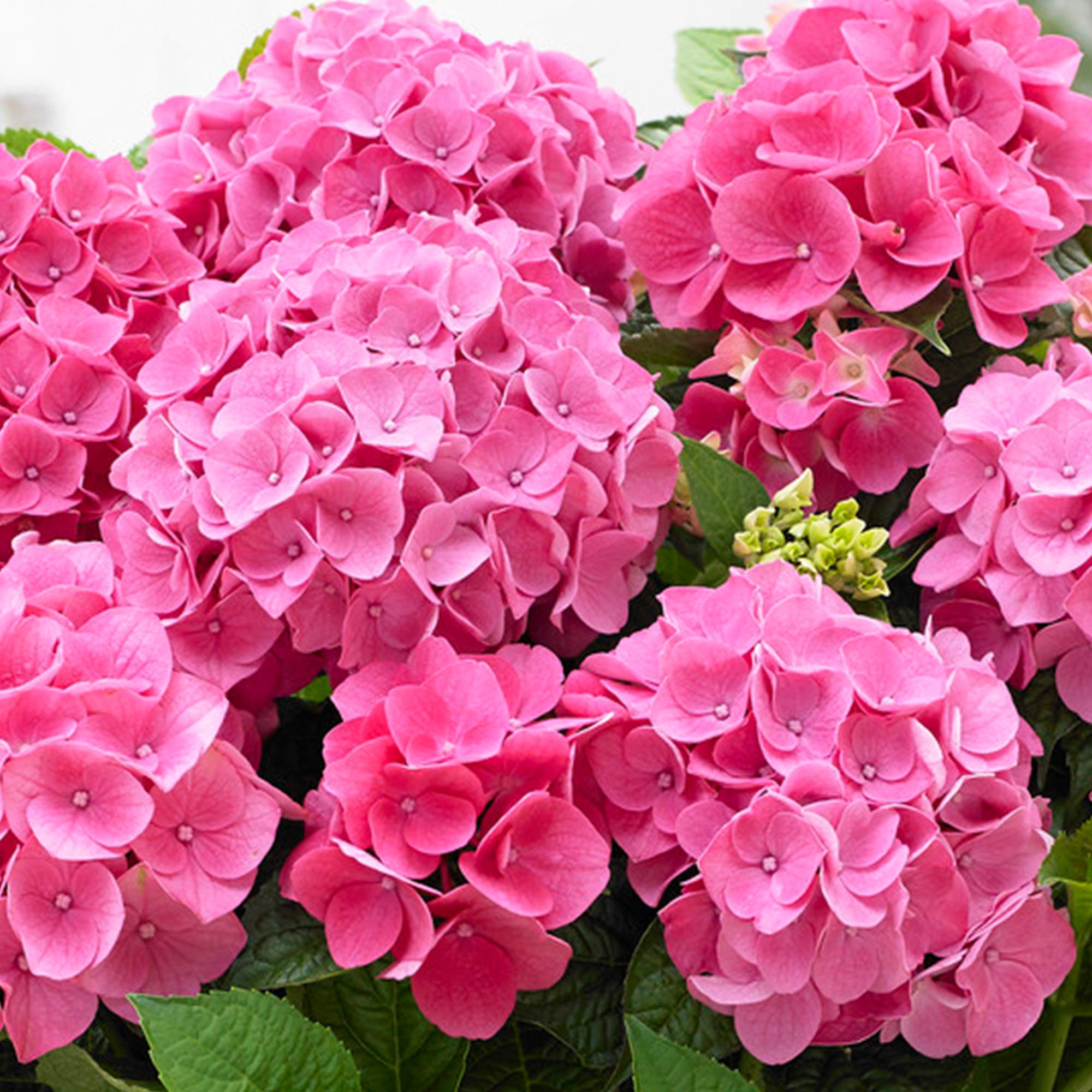 Hydrangea Garden Shrub Collection | Deciduous Vibrant Potted Plants | 30-50cm (Pink)
