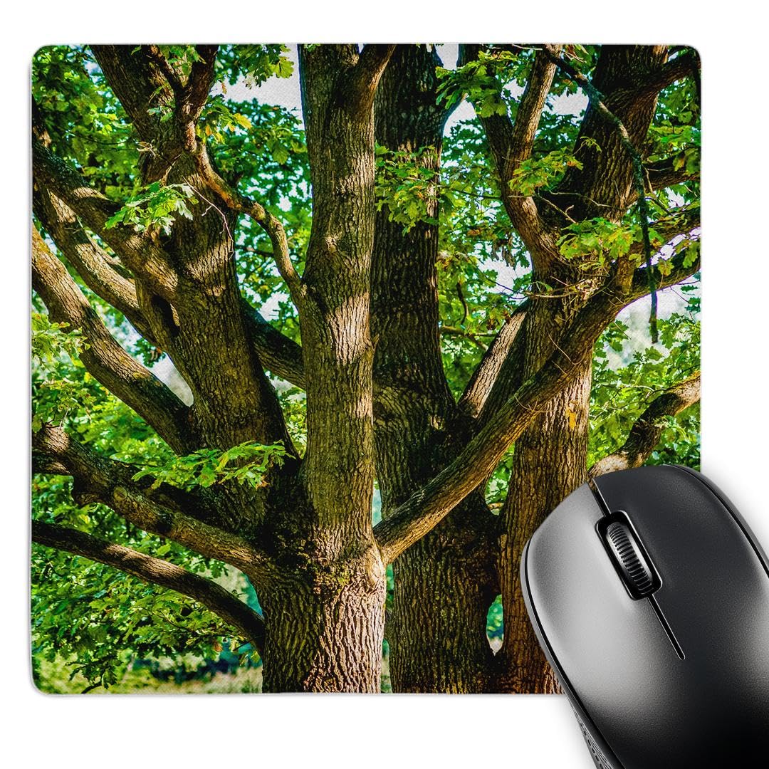3dRose mp_273231_1 8/8-Inch "Old Oak Trees in Summer" Mouse Pad - Multi-Colour